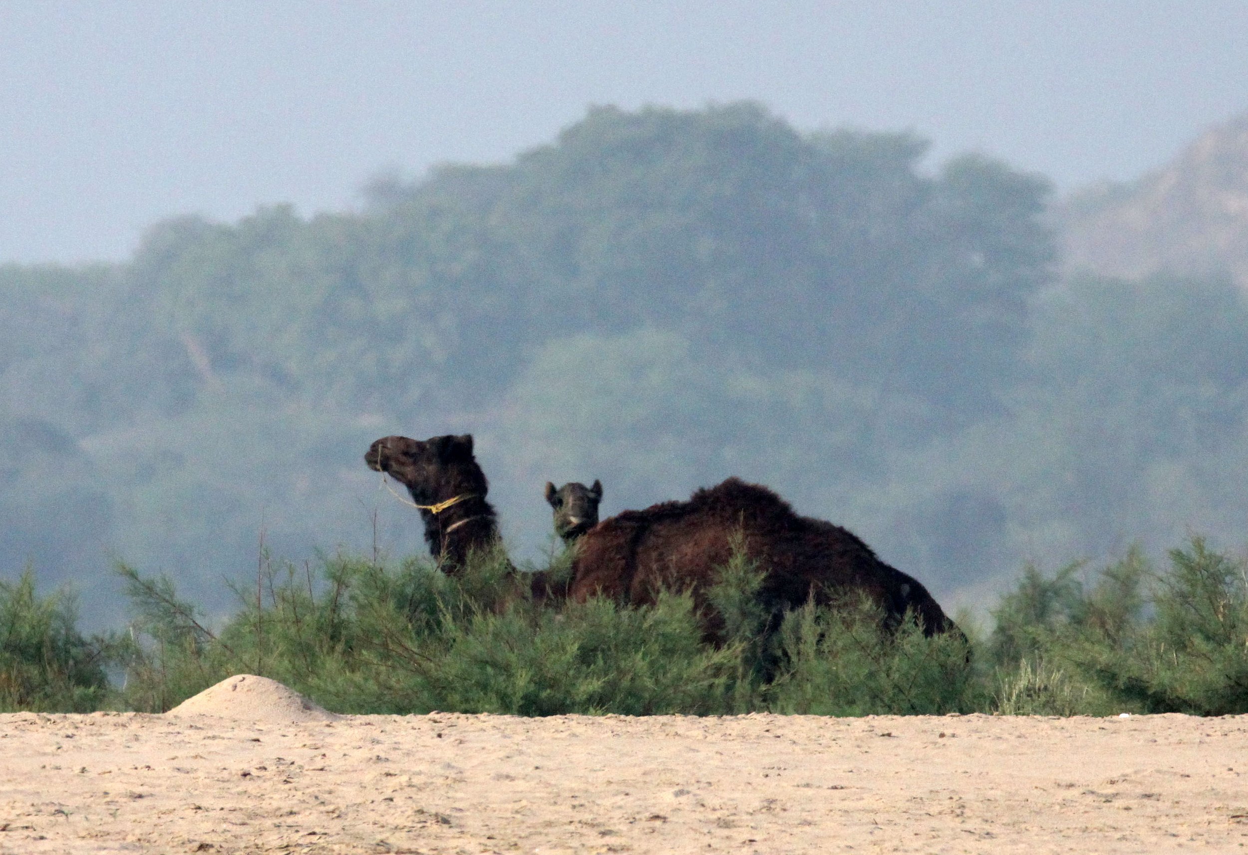 CHAMBAL RIVER SANCTUARY INDIA (41).JPG