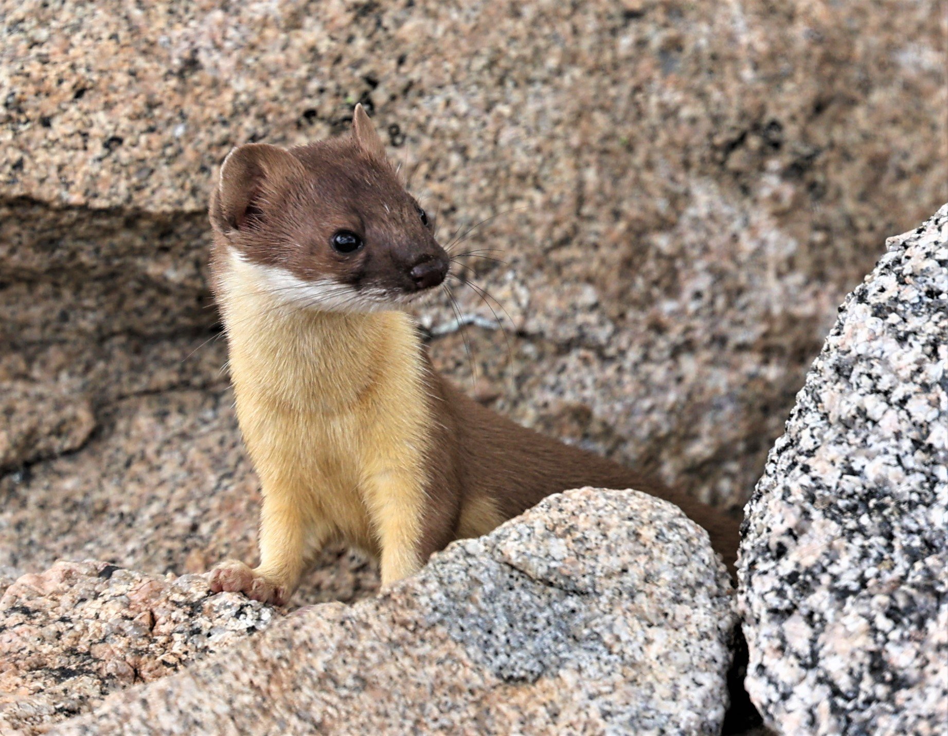 Amazon Weasel Neogale frenata Long-tailed Weasel — Coke Smith Wildlife
