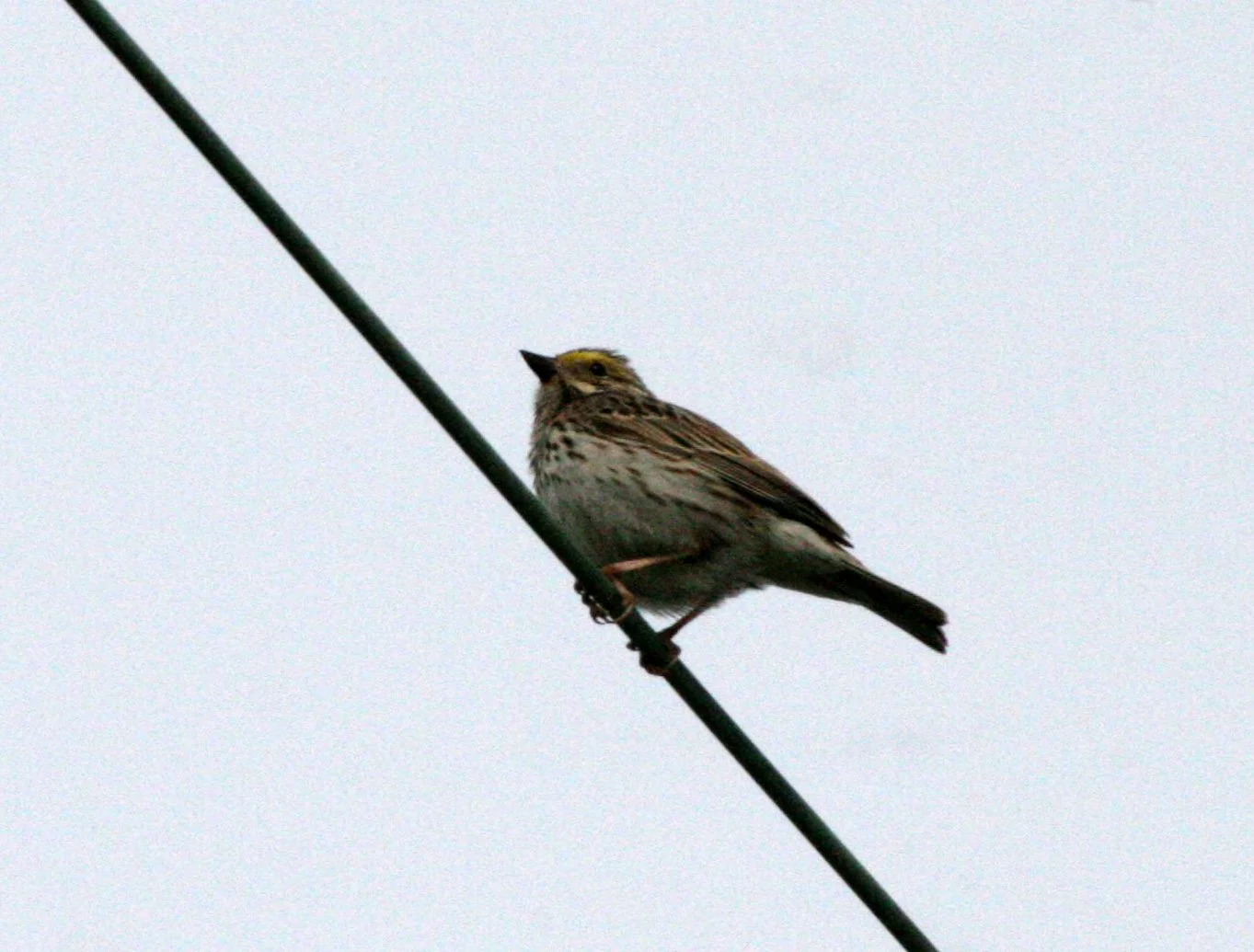 Lincoln's Sparrow (Melospiza lincolnii) Jamestown Washington.JPG