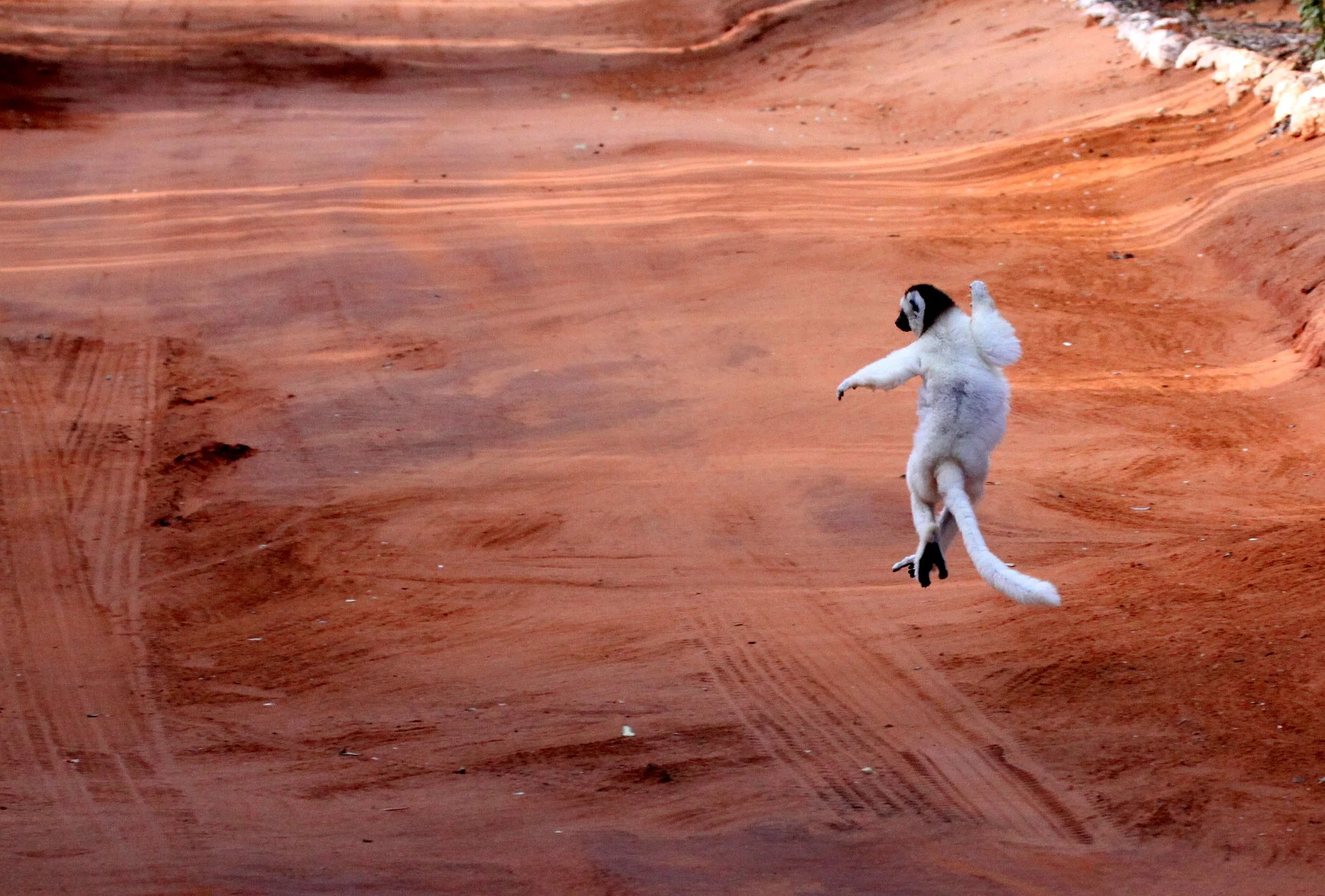 INDRIIDAE - Propithecus verreauxi - VERREAUX'S SIFAKA - ANDOHAHELA NATIONAL PARK MADAGASCAR (2).JPG