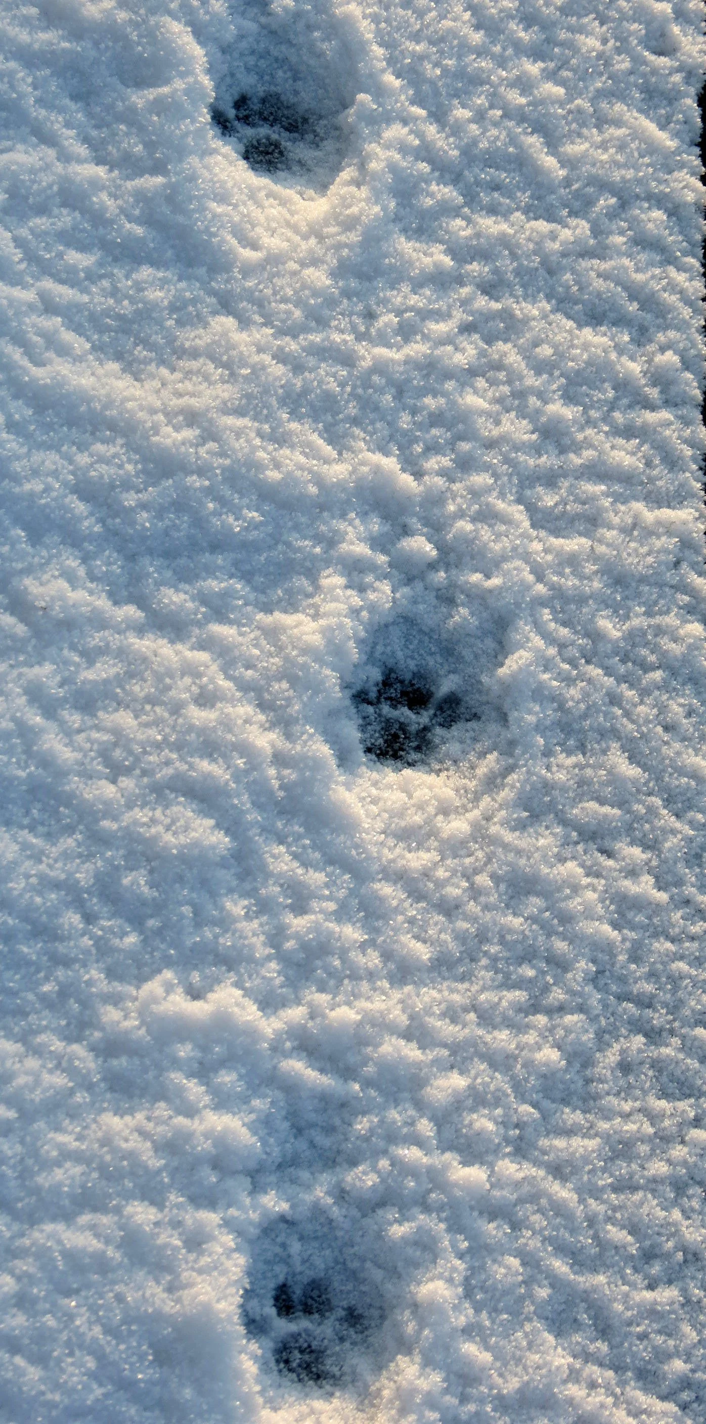 NOSAPPU CAPE - NEMURO PENINSULA - HOKKAIDO JAPAN (3).JPG