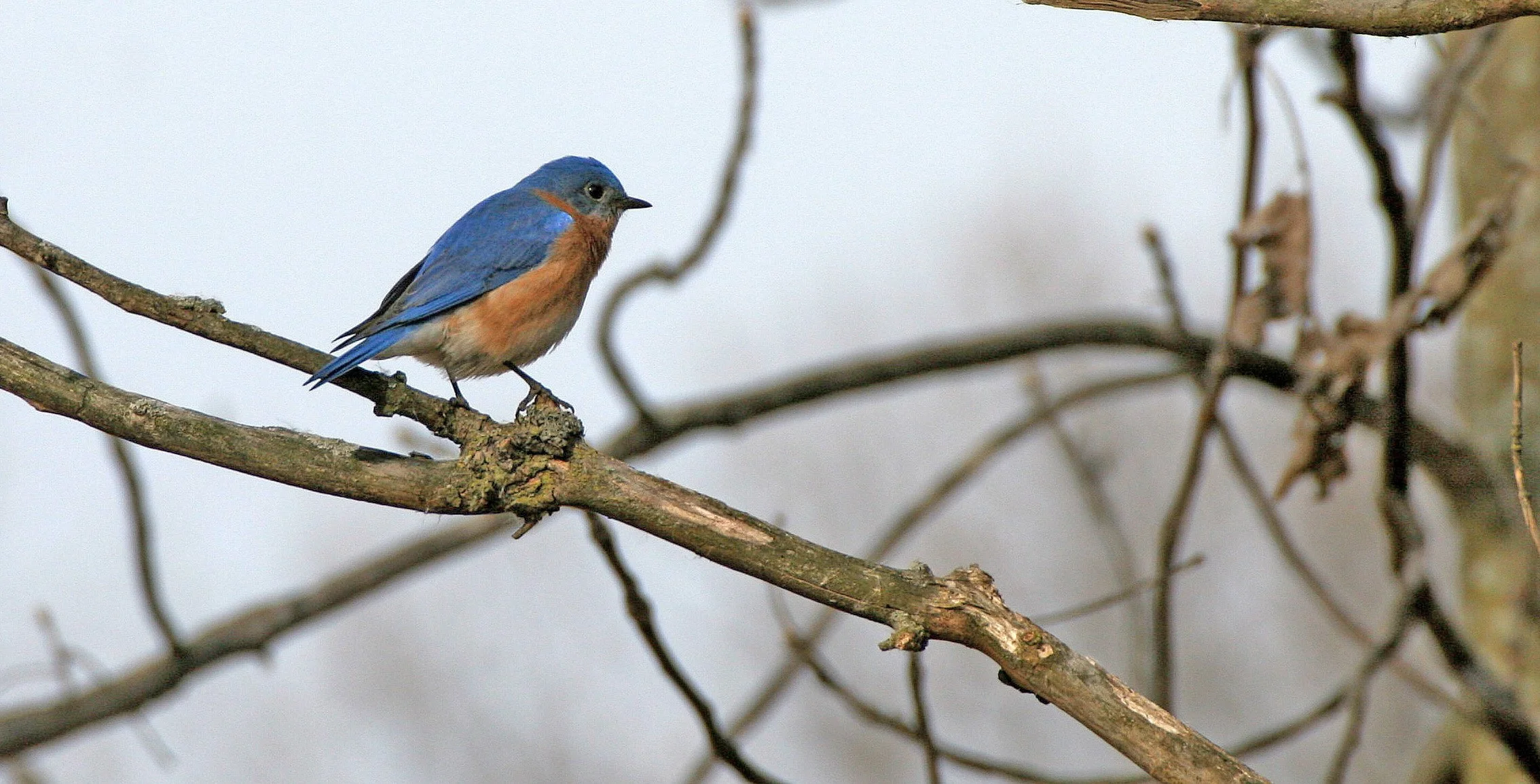 Eastern Bluebird (Sialia sialis) Lincoln Marsh Wheaton Illinois (22).JPG