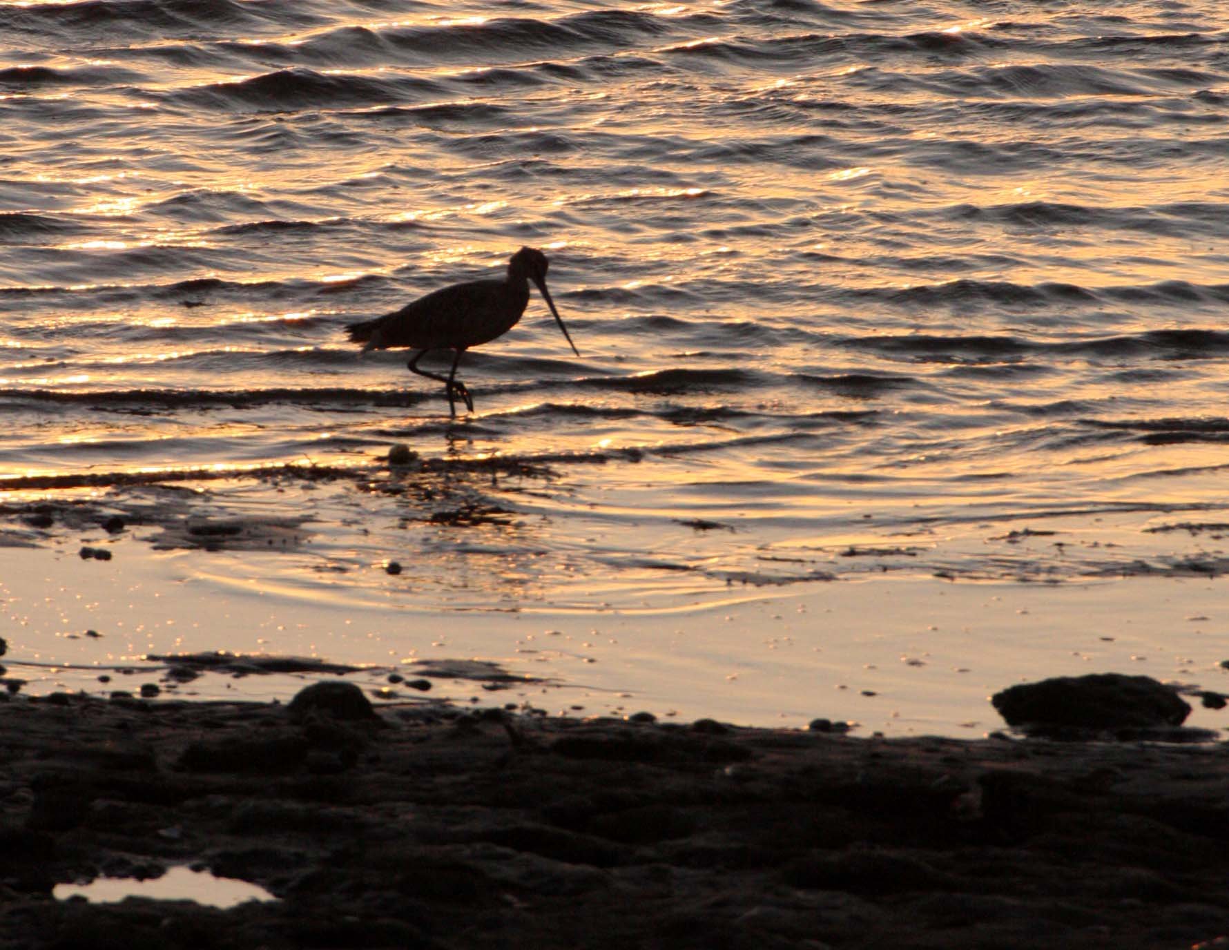 BIRD - GODWIT - MARBLED GODWIT - SUNSET IN SAN IGNACIO LAGOON BAJA MEXICO (5).JPG
