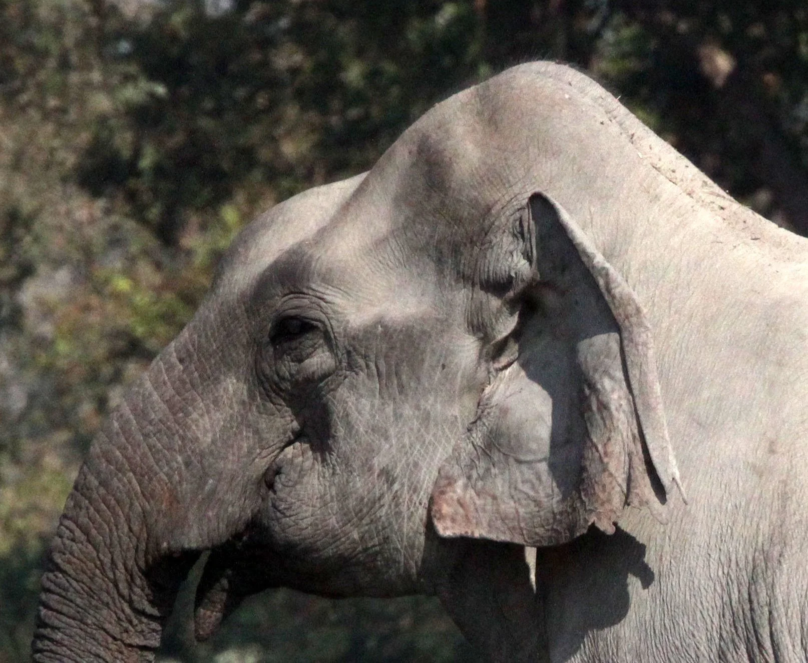ELEPHANT - ASIAN ELEPHANT - KAZIRANGA NATIONAL PARK ASSAM INDIA (17).JPG