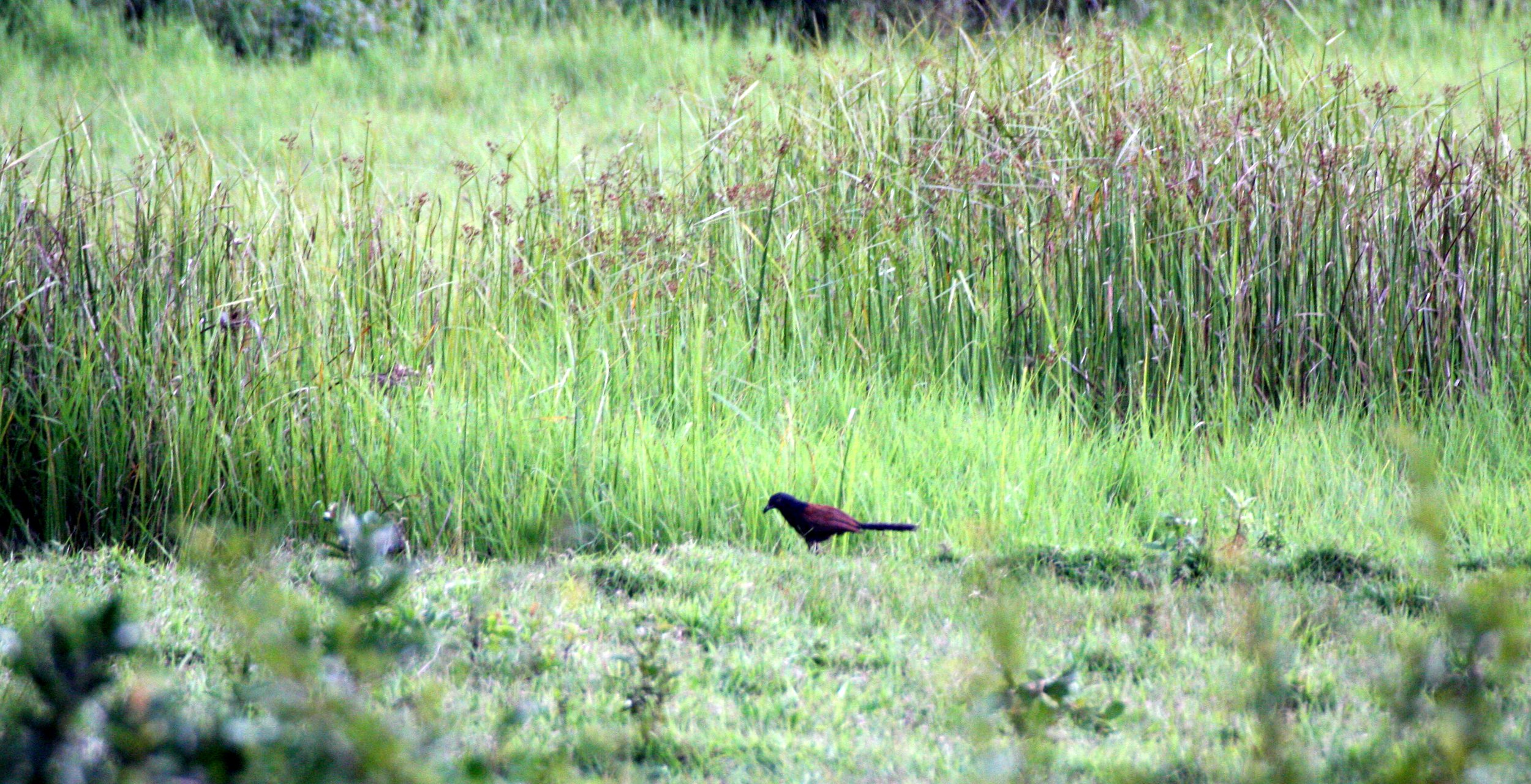 Greater Coucal (Centropus sinensis) Nakhon Si Thammarat Thailand (1).JPG
