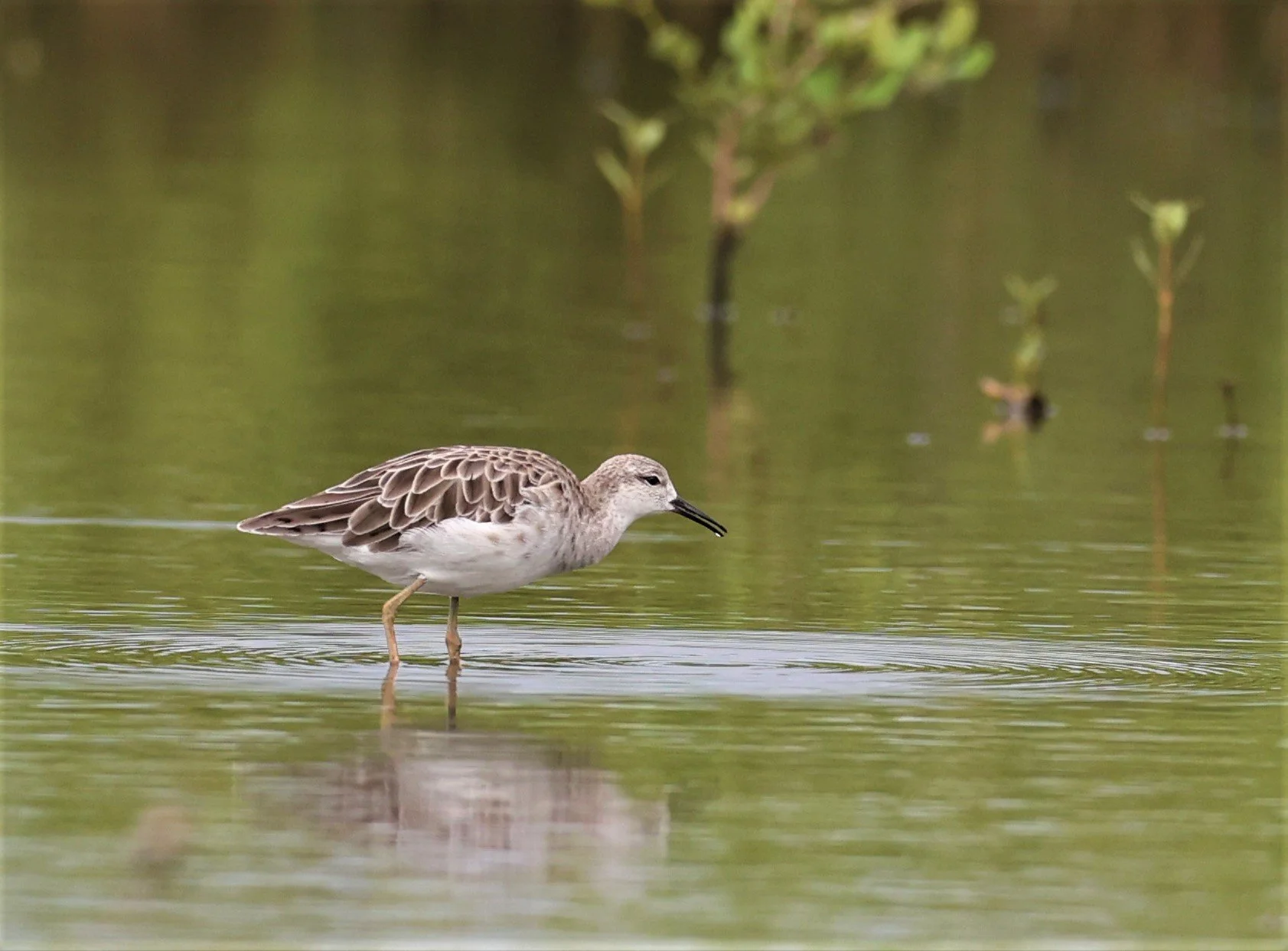 RUFF - Philomachus pugnax - BANG PAKONG SALT PANS CHACHOENGSAO WEST OF RIVER (32).jpg