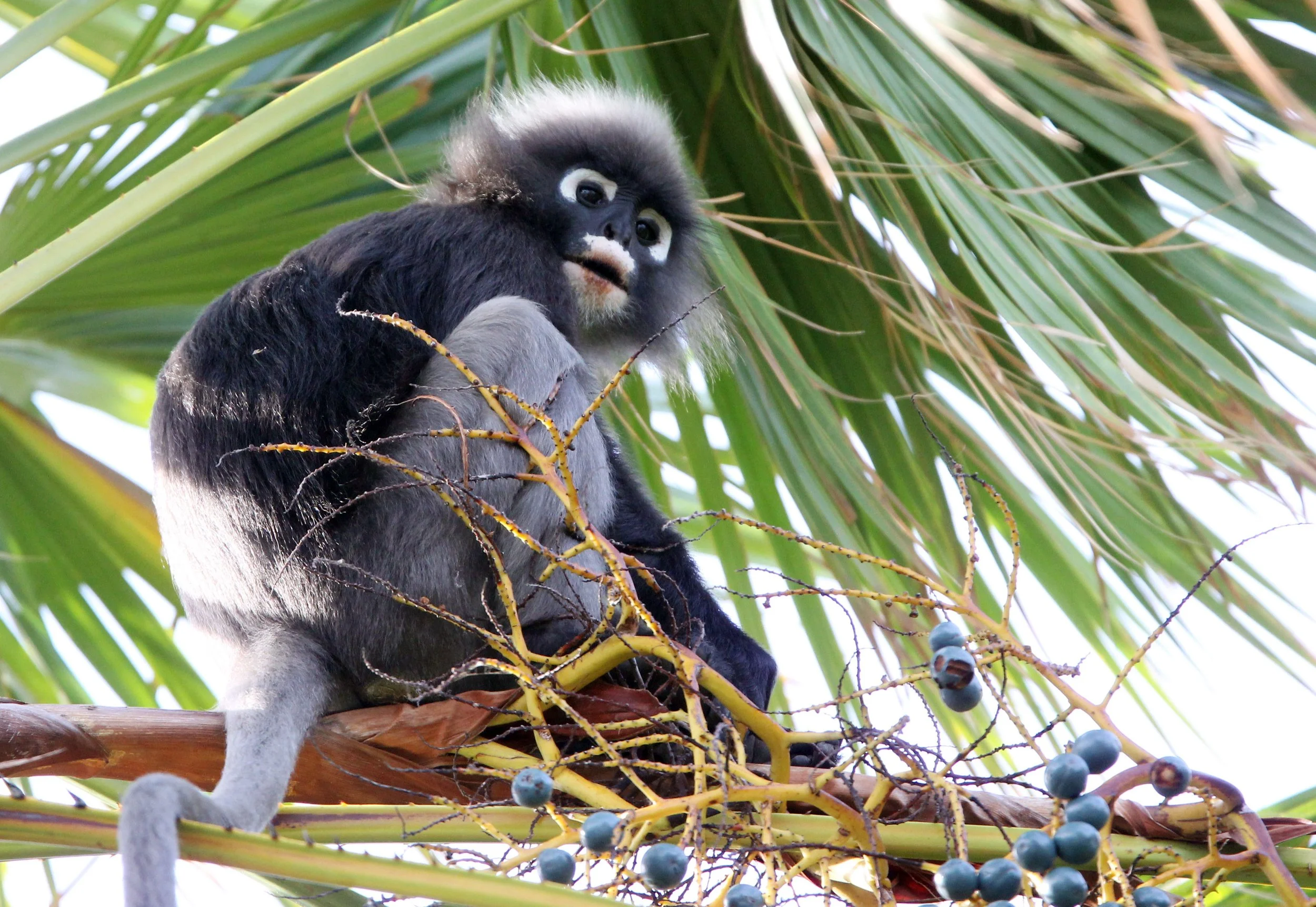 CERCOPITHECIDAE - Trachypithecus obscurus flavicauda - BLOND-TAILED DUSKY LANGUR - KOH LANTA NATIONAL PARK THAILAND (3).JPG
