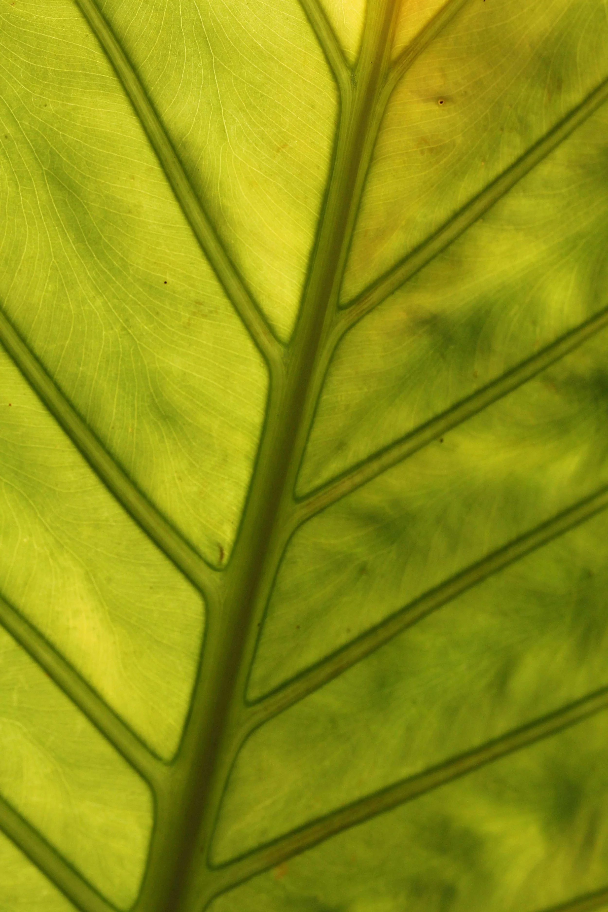 2015 Koh Lanta Songkran with friends from ISB (556).JPG