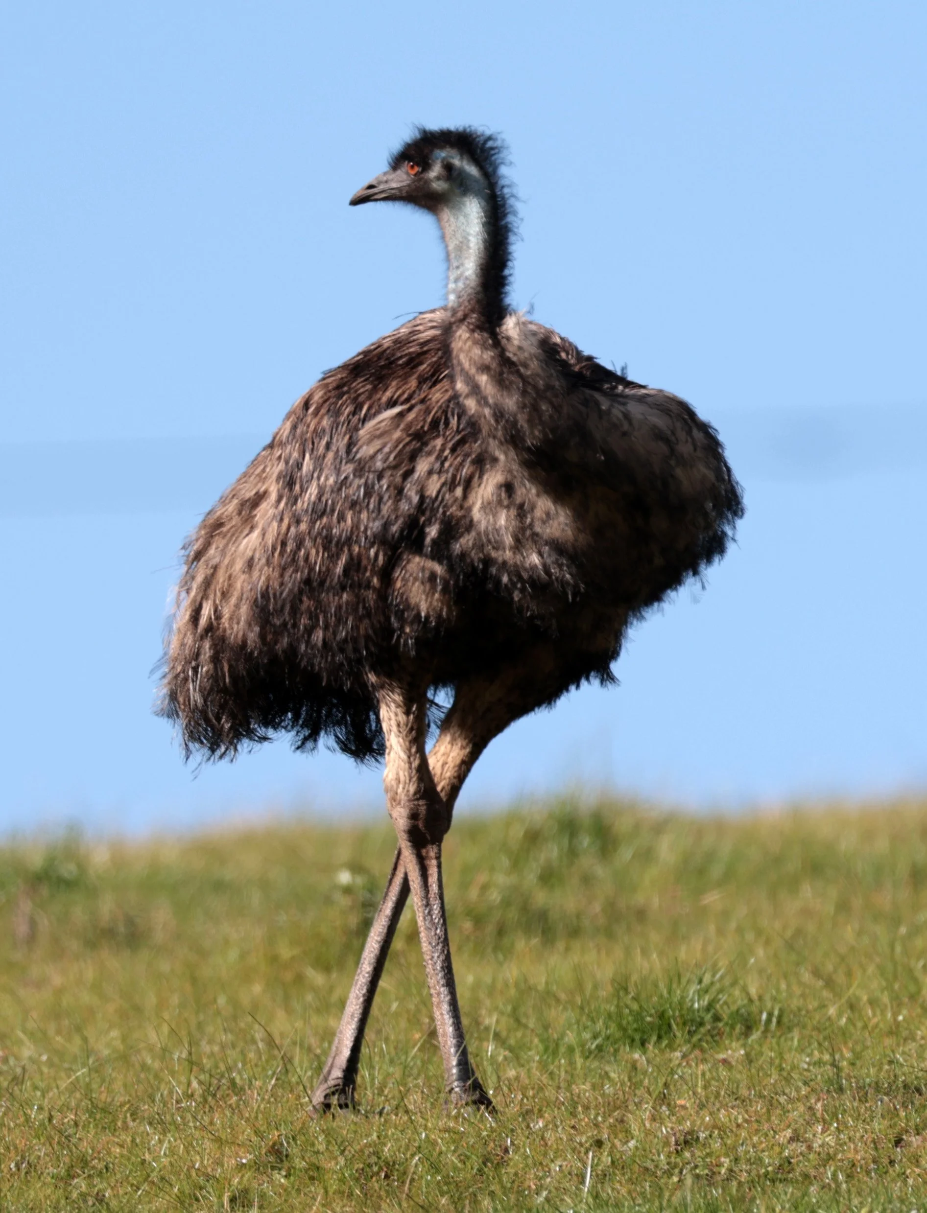 Emu (Dromaius novaehollandiae) Mt Frankland NP - Western Australia (28).jpg