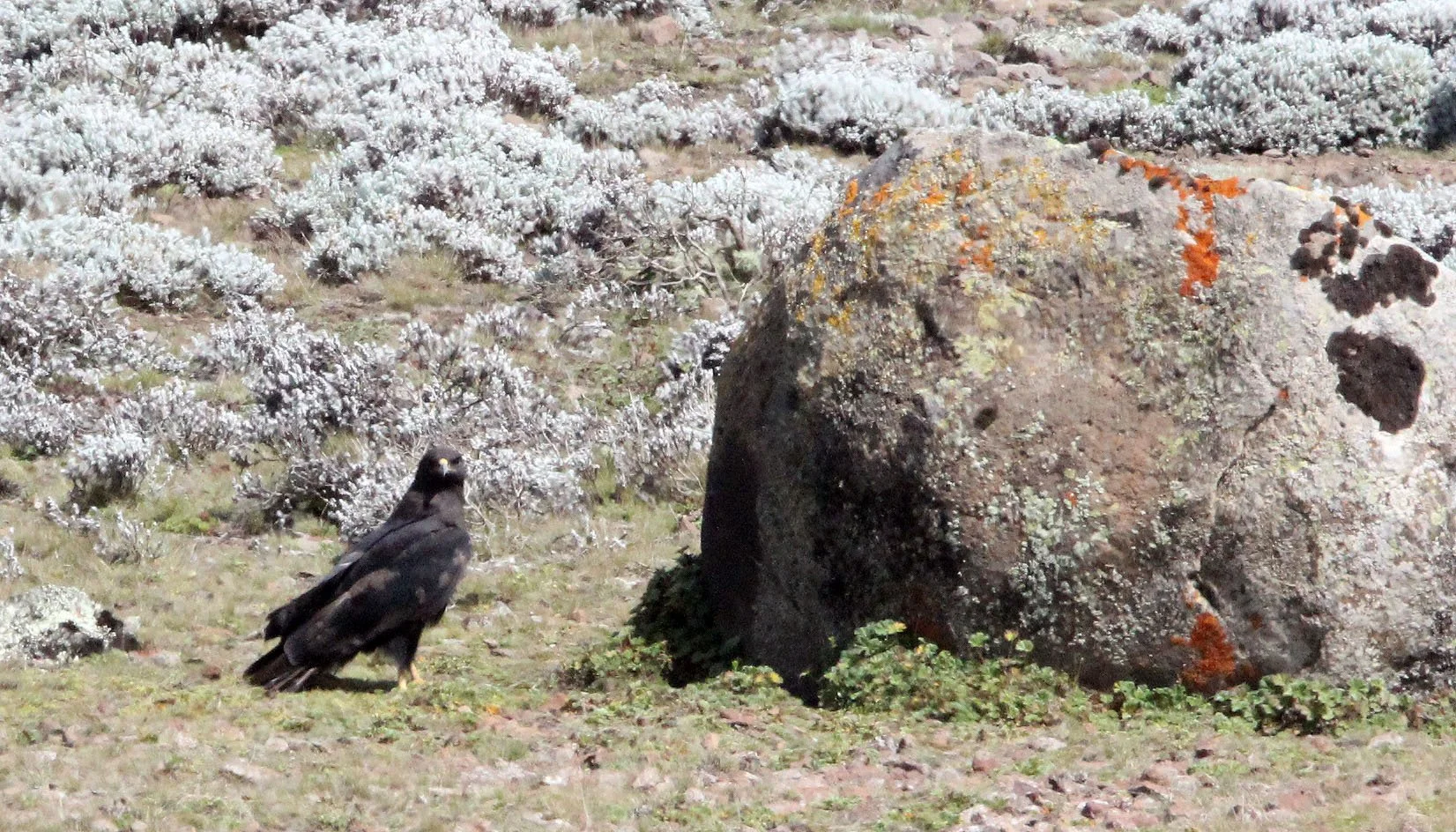 Clanga clanga - GREATER SPOTTED EAGLE - BALE MOUNTAINS NATIONAL PARK ETHIOPIA (11).JPG
