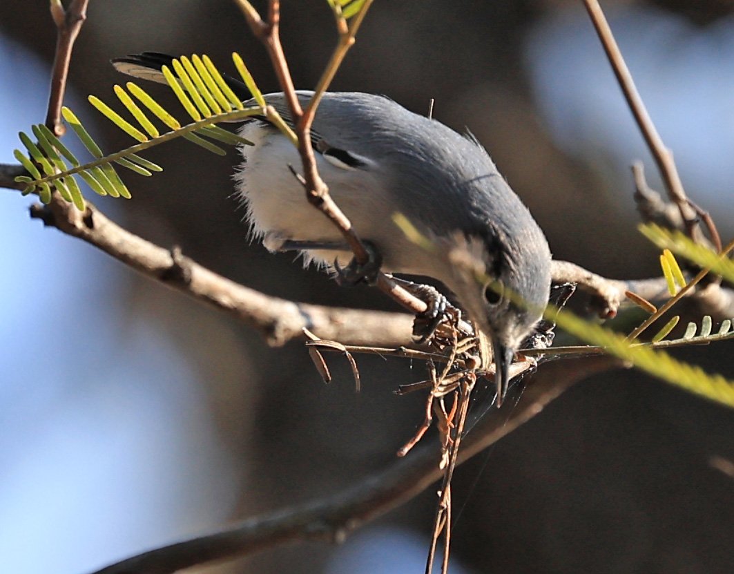 Masked Gnatcatcher (Polioptila dumicola) Aurora Chaquena Reserve, Neuland Mennonite Colony Paraguay (22).jpg