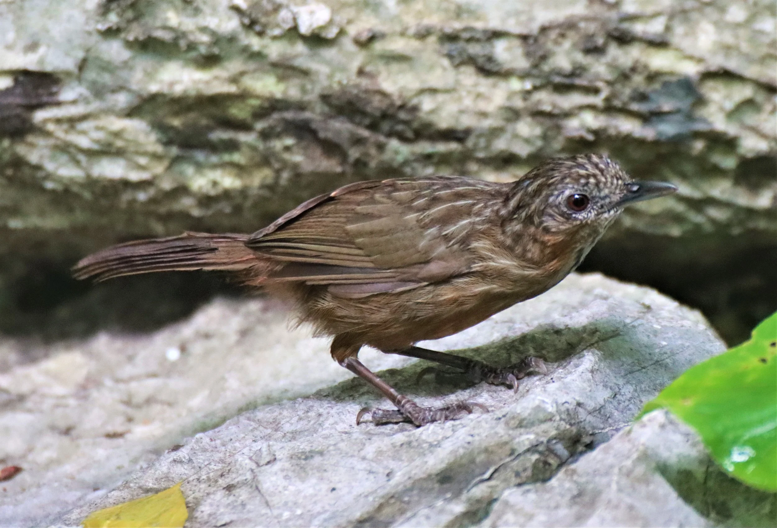 WREN-BABBLER - RUFOUS LIMESTONE WREN-BABBLER - Gypsophila calcicola - KHAO PHRA PHUTTHAPAT NOI SARABURI (26).jpg