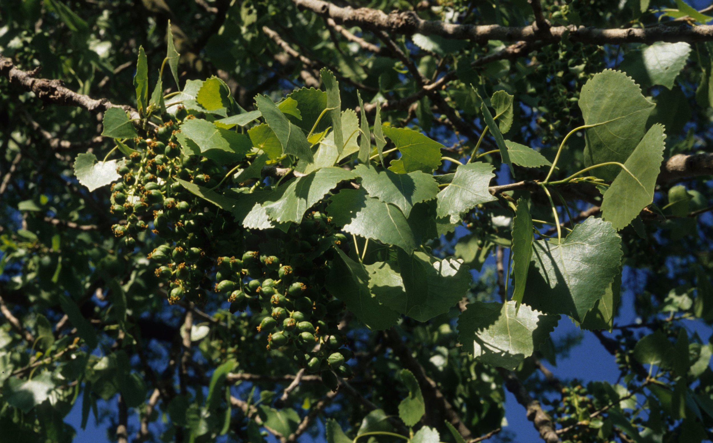 AMERICAN RIVER - POPULUS FREMONTII - FREMONT COTTONWOOD.jpg