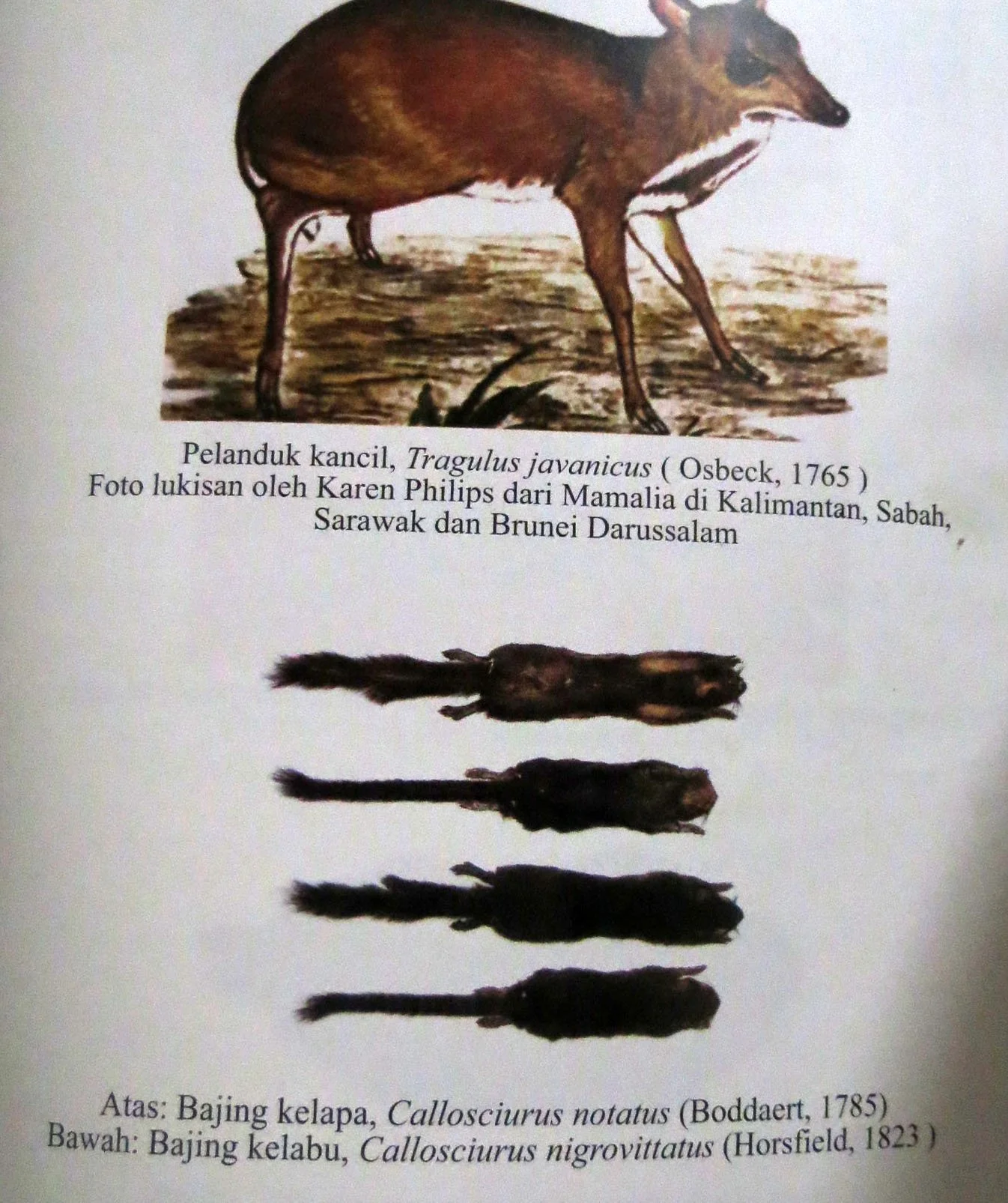 GEDE NATIONAL PARK - JAVA BARAT INDONESIA (53).JPG