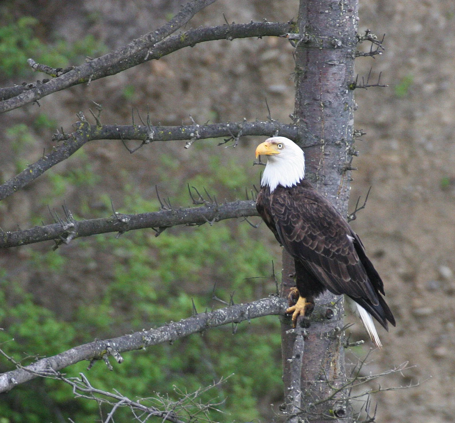 Haliaeetus leucocephalus - AMERICAN BALD EAGLE - LAKE FARM BLUFFS WASHINGTON (281).JPG