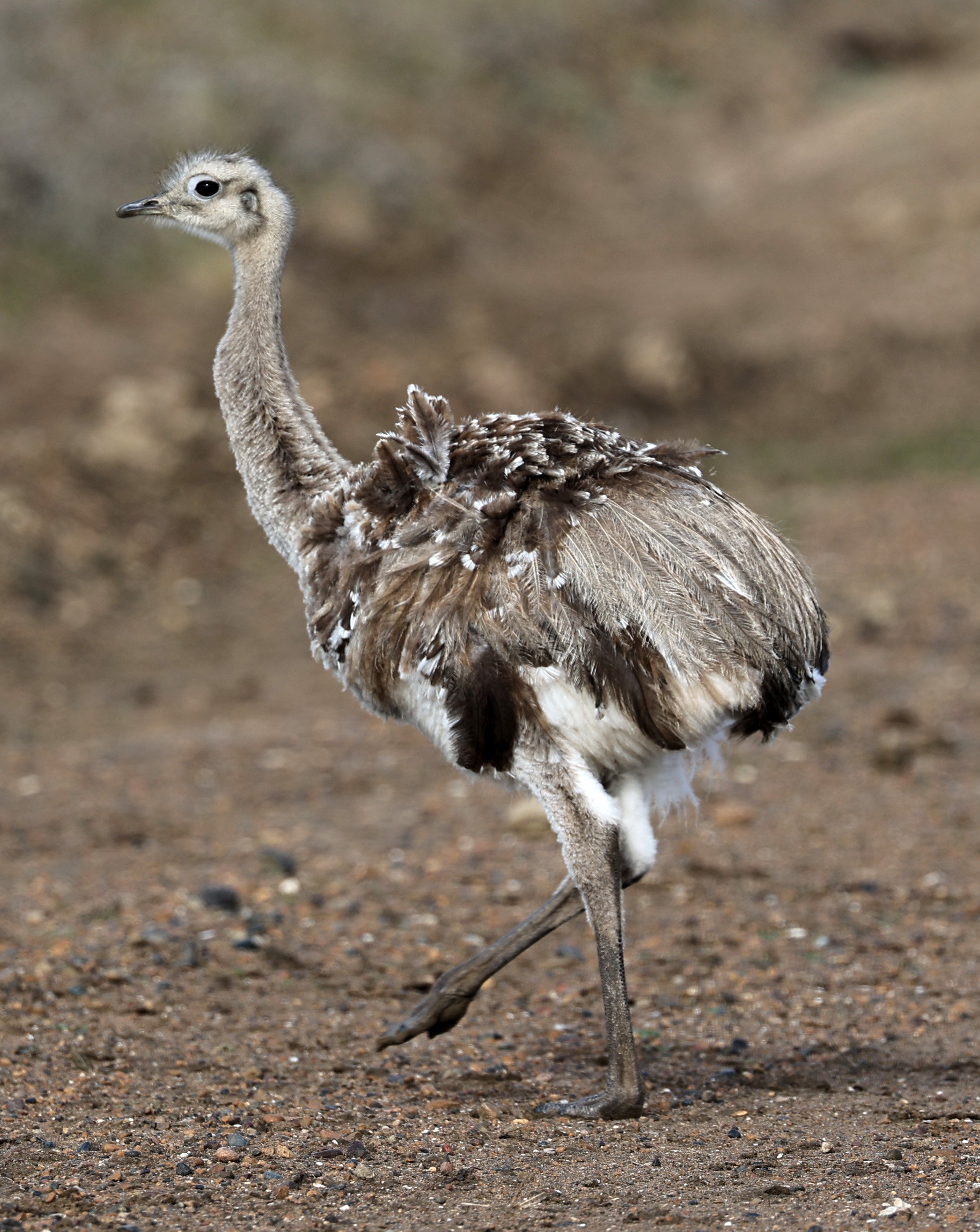 Lesser or Darwin's  Rhea (Rhea pennata) Valdes Peninsula, Chubut Province, Argentina Day 2 (9).jpg