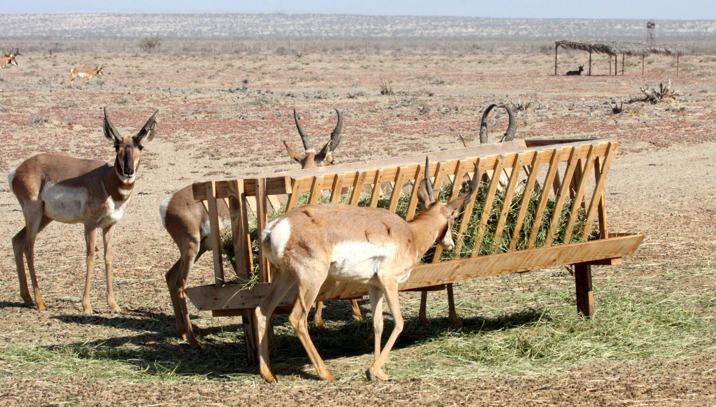 VIZCAINO BIOSPHERE RESERVE BAJA MEXICO - BERRENDOS RESERVE.JPG