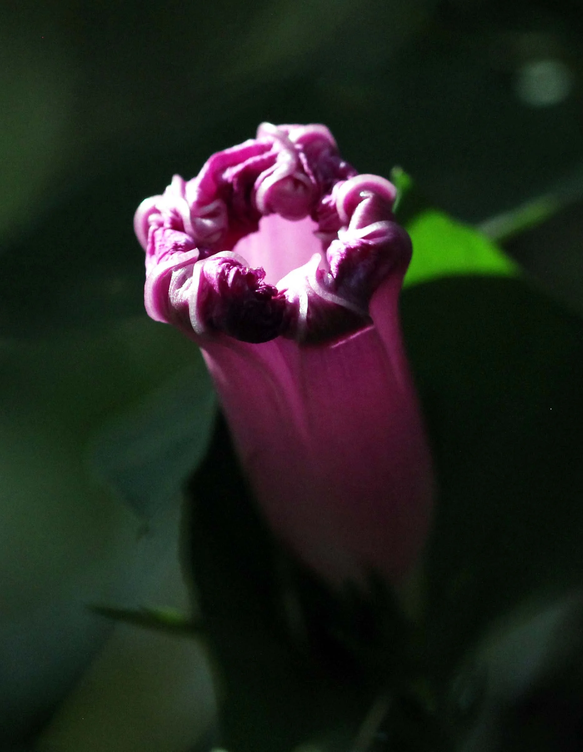 VALPARAI TAMIL NADU INDIA - PHOTO BY SOM SMITH (21).JPG