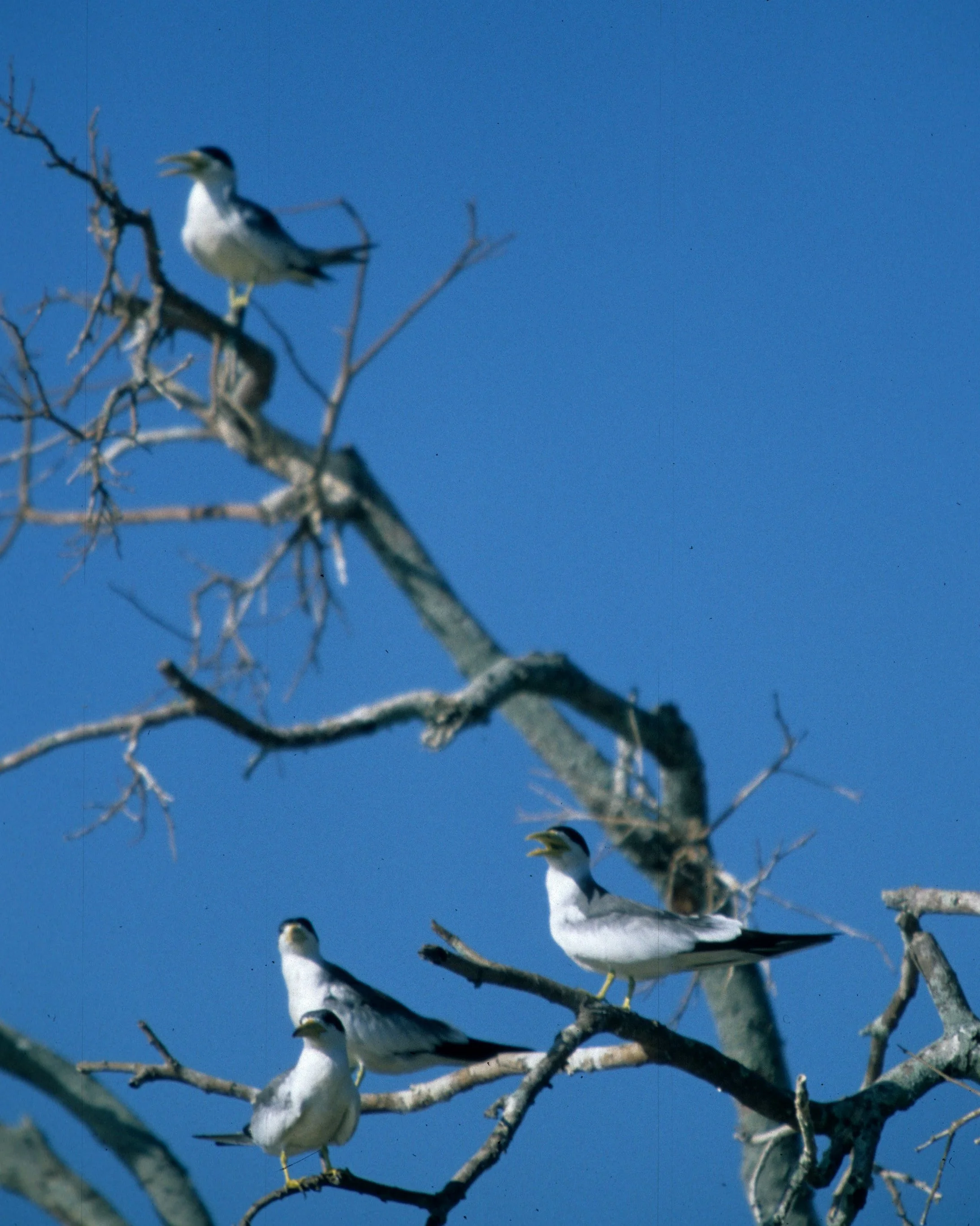 BIRD - TERN - LARGE BILLED - PANTANAL B.jpg