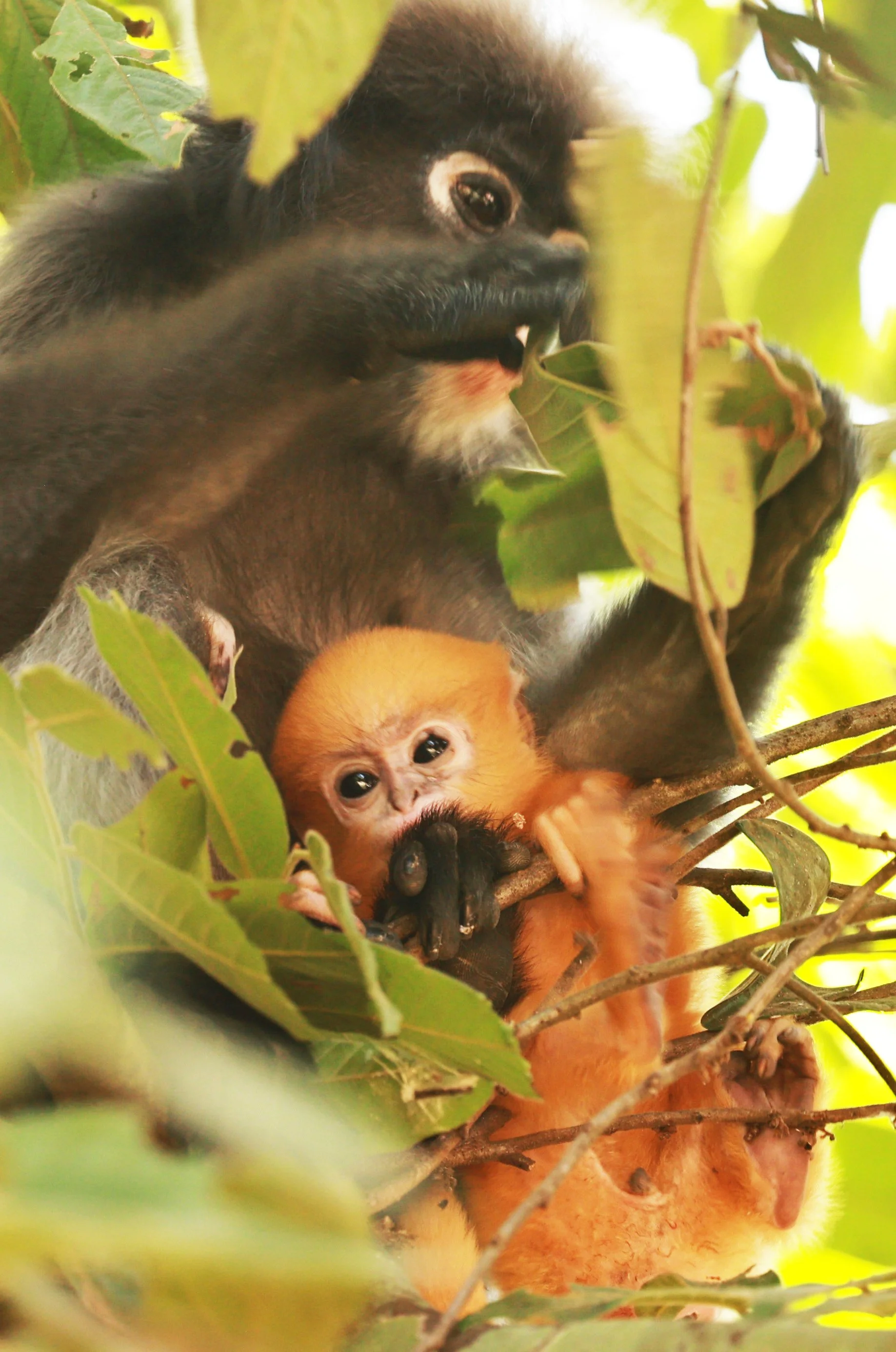 Baby langurs are born orange because their bright coloration serves important social and survival functions within their species. Research on François’, dusky, and silvered leaf langurs shows that the vivid orange coat makes infants highly visible to