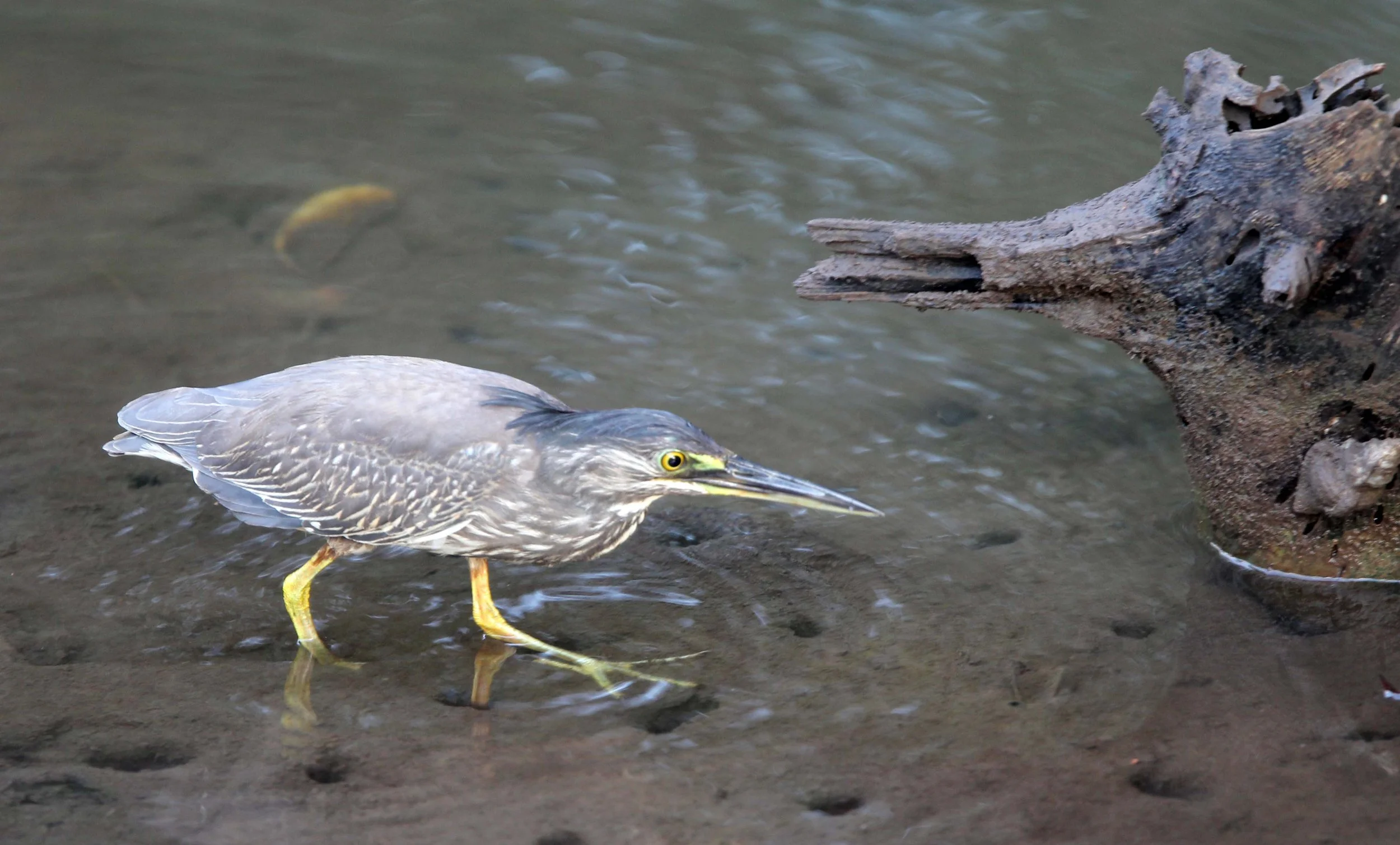 HERON - LITTLE HERON - Butorides striatus - KAROS ISLAND - AO LUEK - KRABI (4).JPG