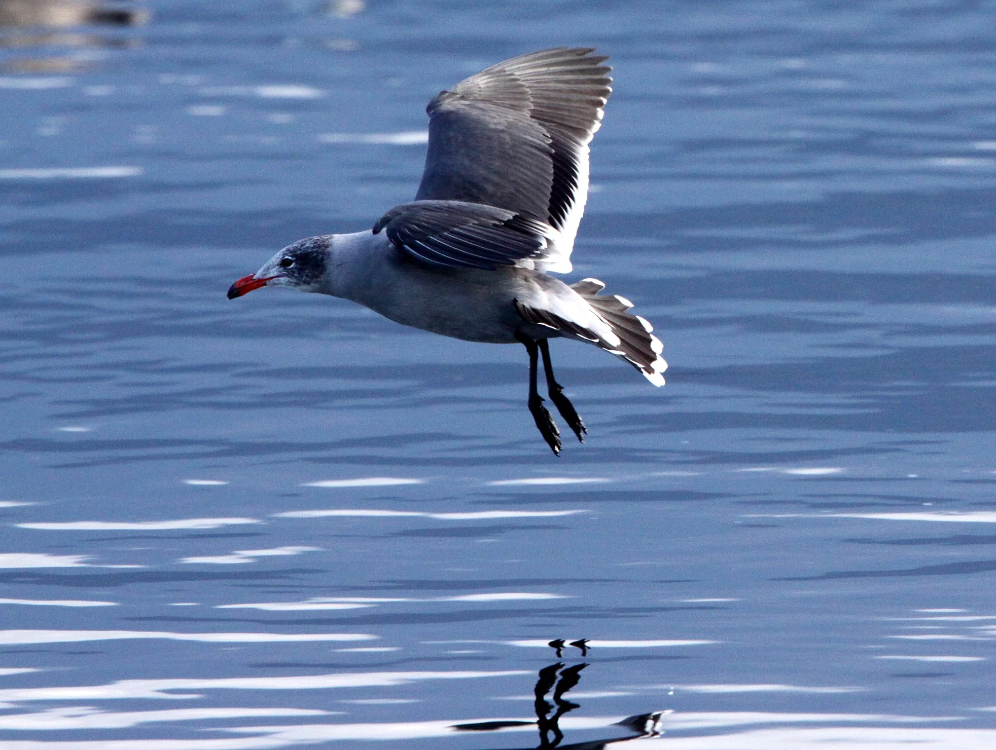 BIRD - GULL - HEERMAN'S GULL - PORT ANGELES HARBOR (2).JPG