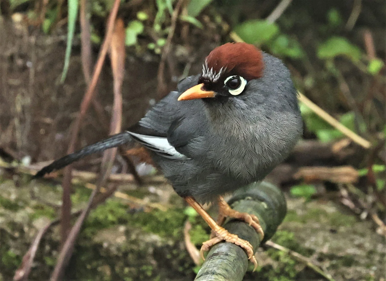 Pterorhinus mitratus - CHESTNUT-CAPPED LAUGHINGTHRUSH - FRASER'S HILL, MALAYSIA JUNE 2022 (241).jpg
