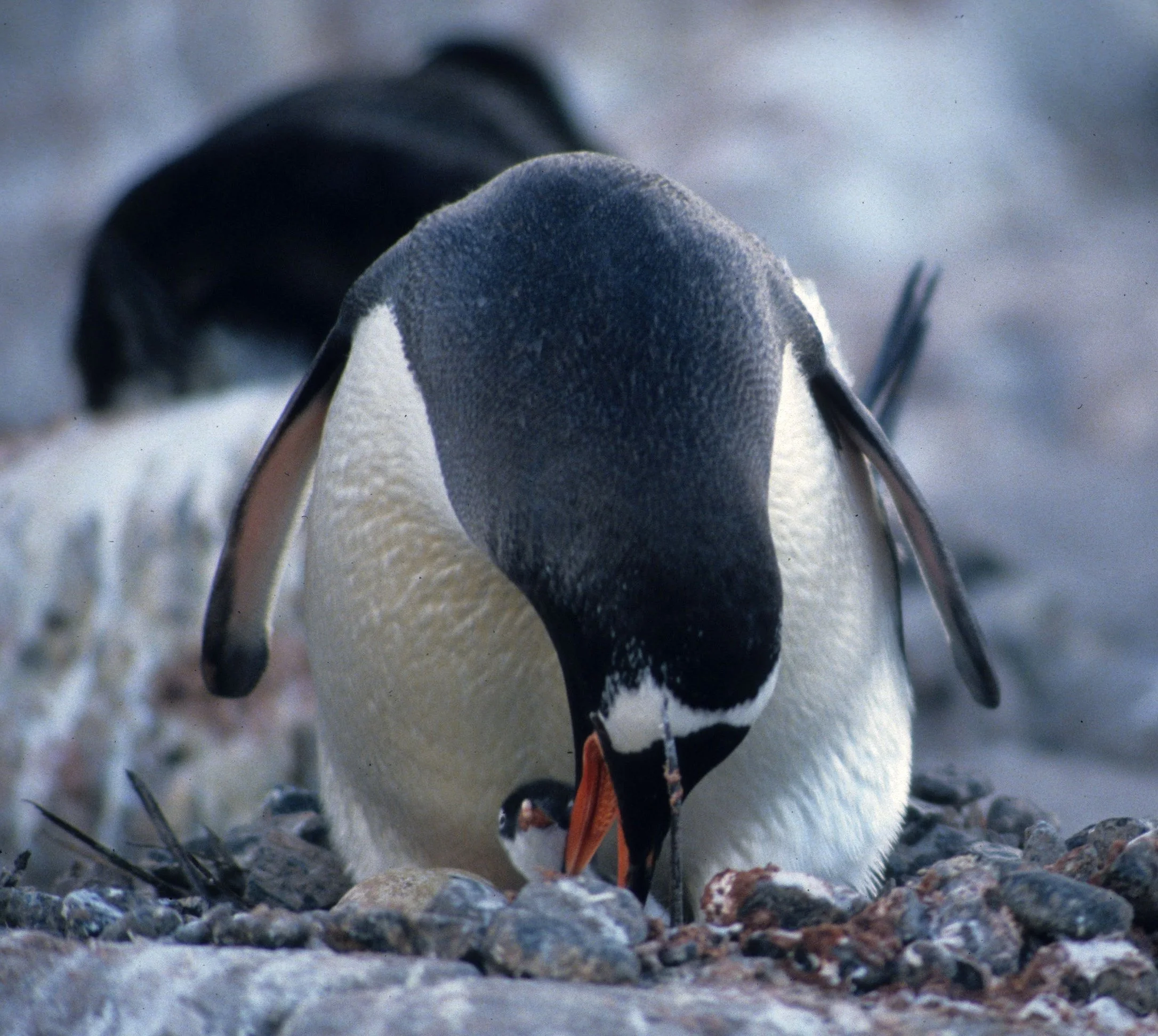 Gentoo Penguin (Pygoscelis papua) Antarctic Peninsula New Chick (6).jpg