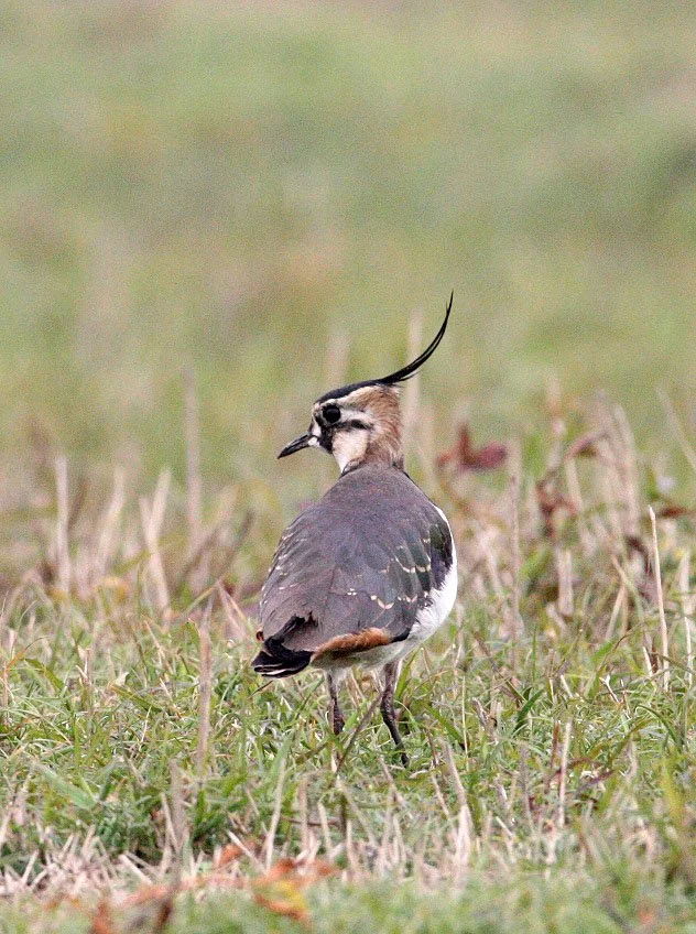 LAPWING - NORTHERN LAPWING - Vanellus vanellus - POYANG LAKE, JIANGXI PROVINCE, CHINA (31).JPG