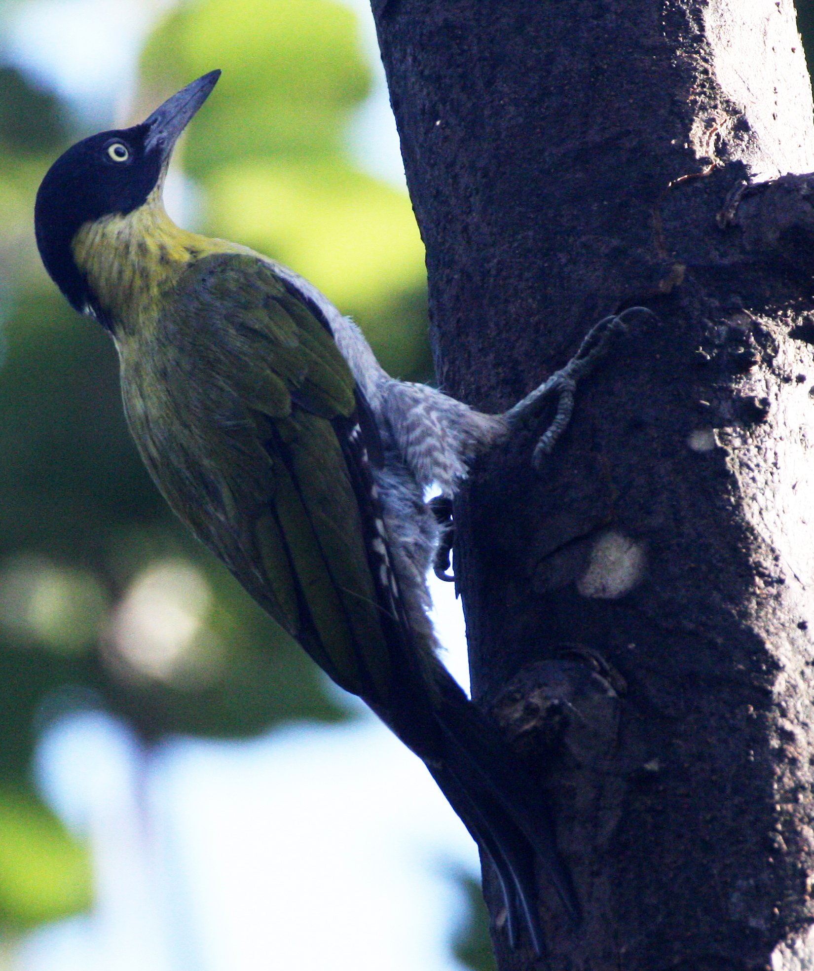 BIRD - WOODPECKER - BLACK-HEADED WOODPECKER - HKK THAILAND.JPG