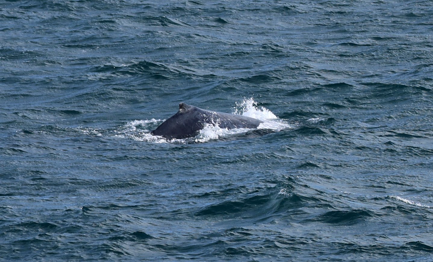 Humpback Whale (Megaptera novaeangliae) Kangaroo Island - South Australia 