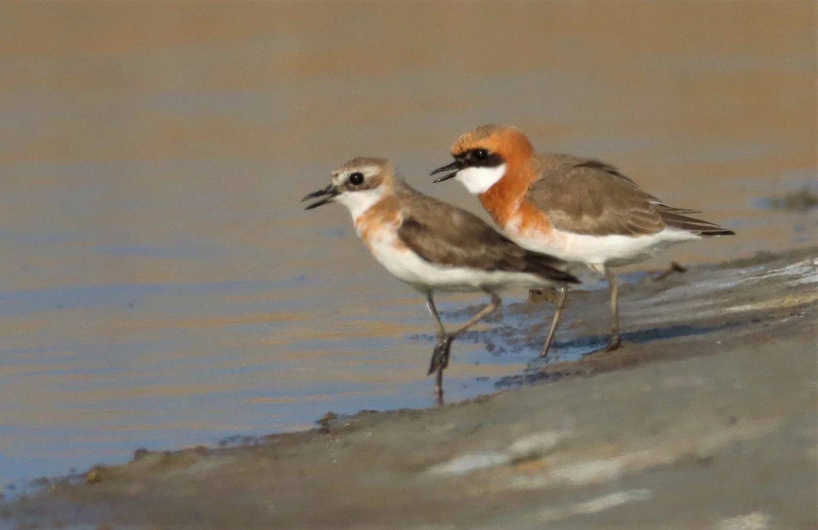 PLOVER - LESSER SAND PLOVER - Charadrius mongolus - BANG PAKONG SALT PANS CHACHOENGSAO WEST OF RIVER (28).jpg