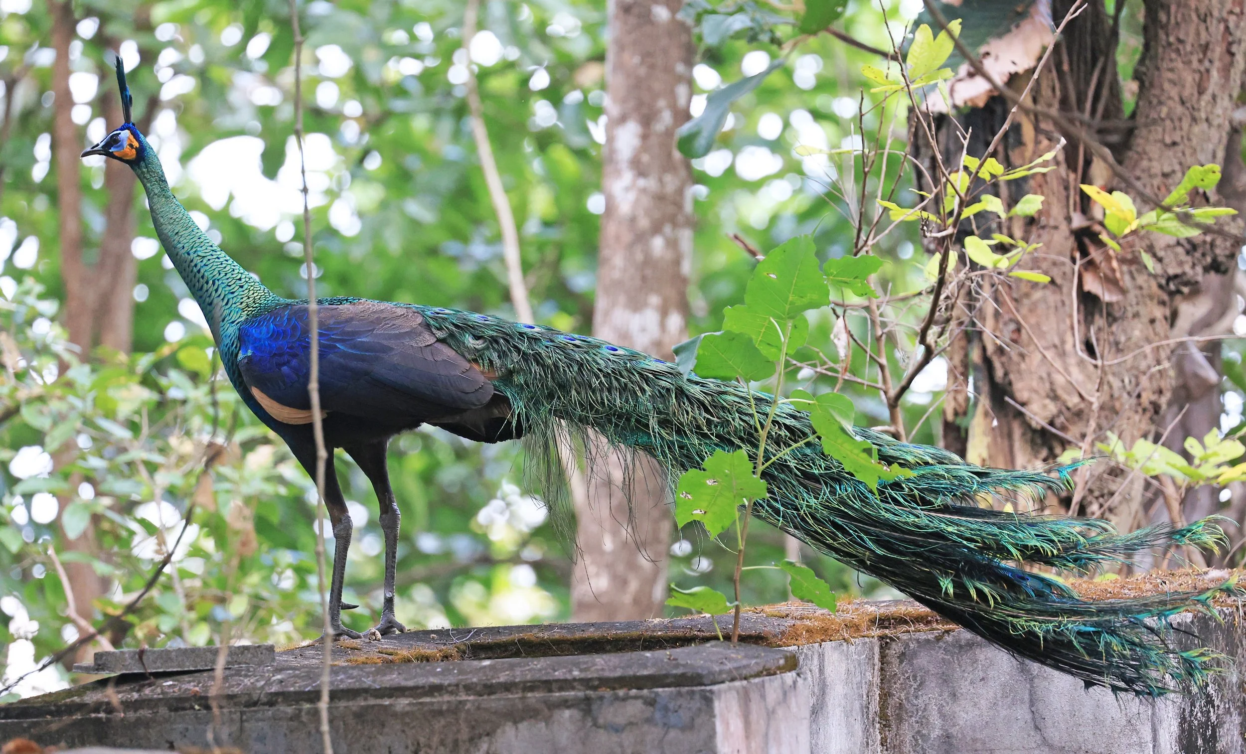 Green Peafowl (Pavo muticus) Doi Butsarakham Phayao Province (39).jpg