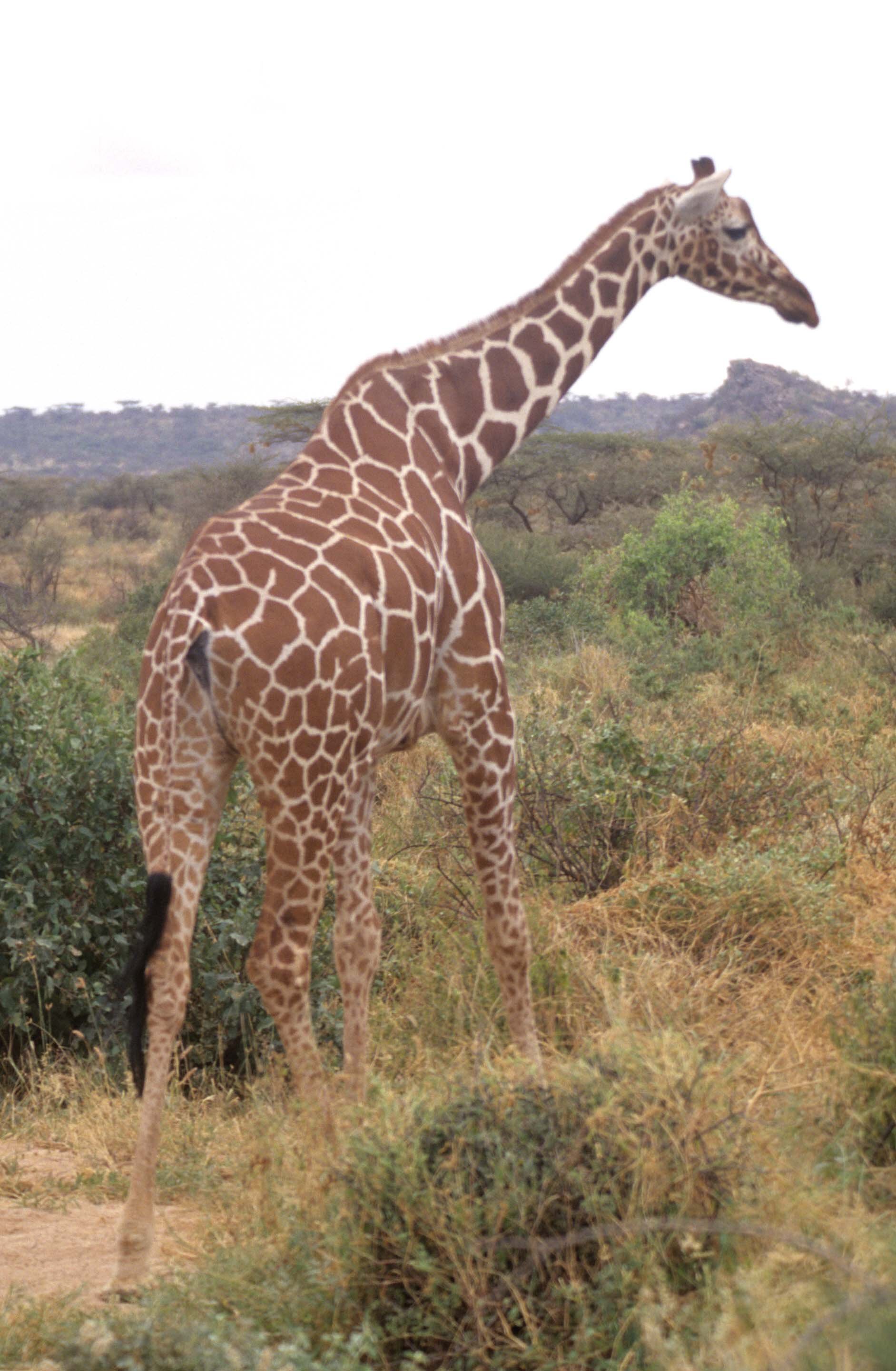GIRAFFE-RETICULATED - SHABA 2.jpg