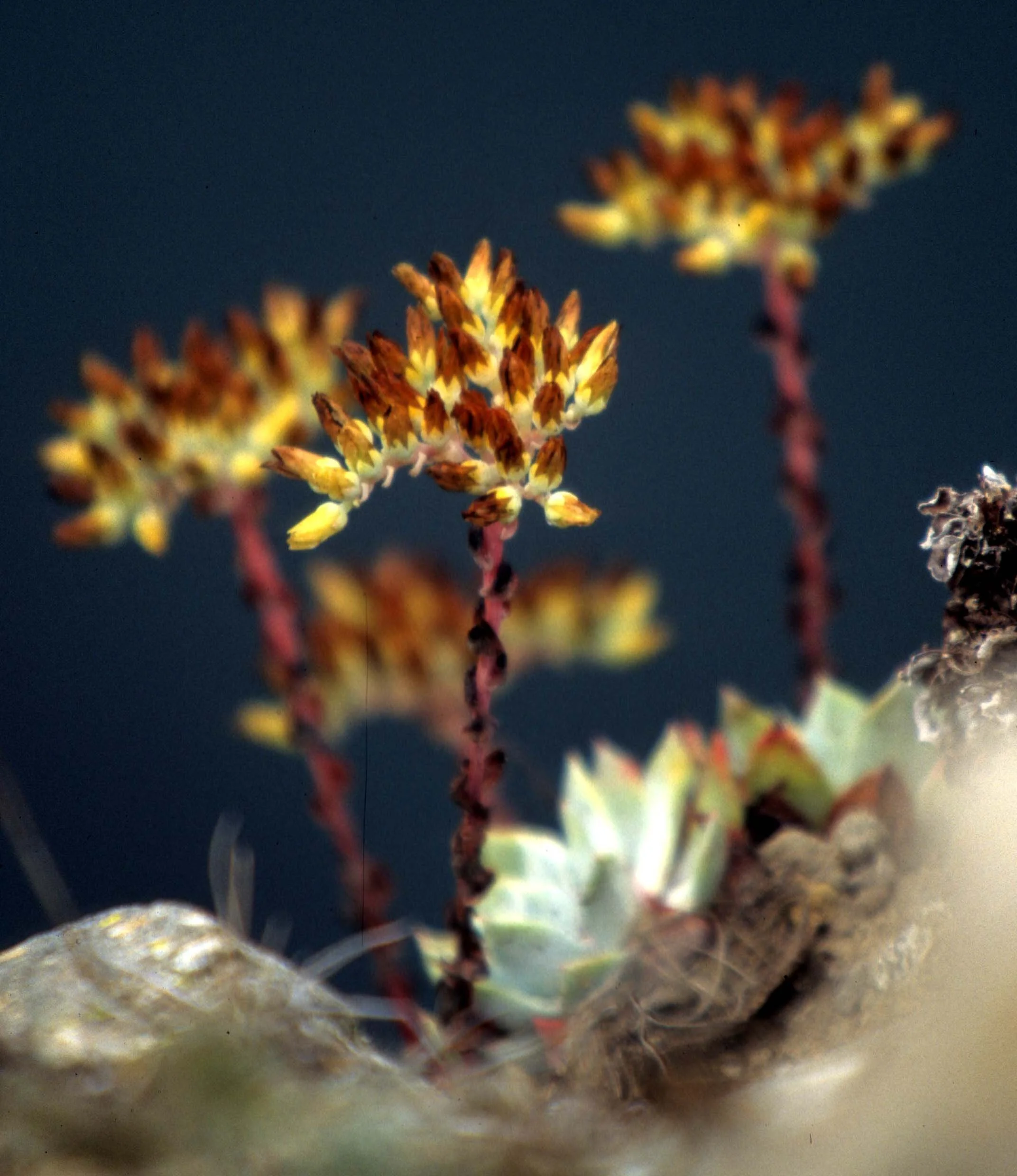 CALIFORNIA - SIERRA - SEDUM SPECIES BB.jpg