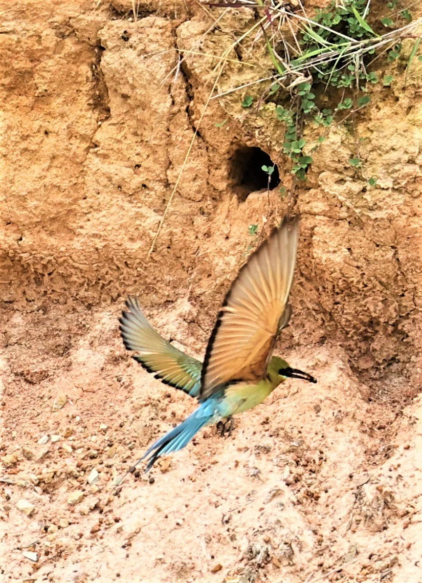 BEE EATER - BLUE-TAILED BEE-EATER - Merops philippinus - PETCHABURI OPEN QUARY AREA ON WAY TO BAAN MAKA JUNE 2022 (12).jpg