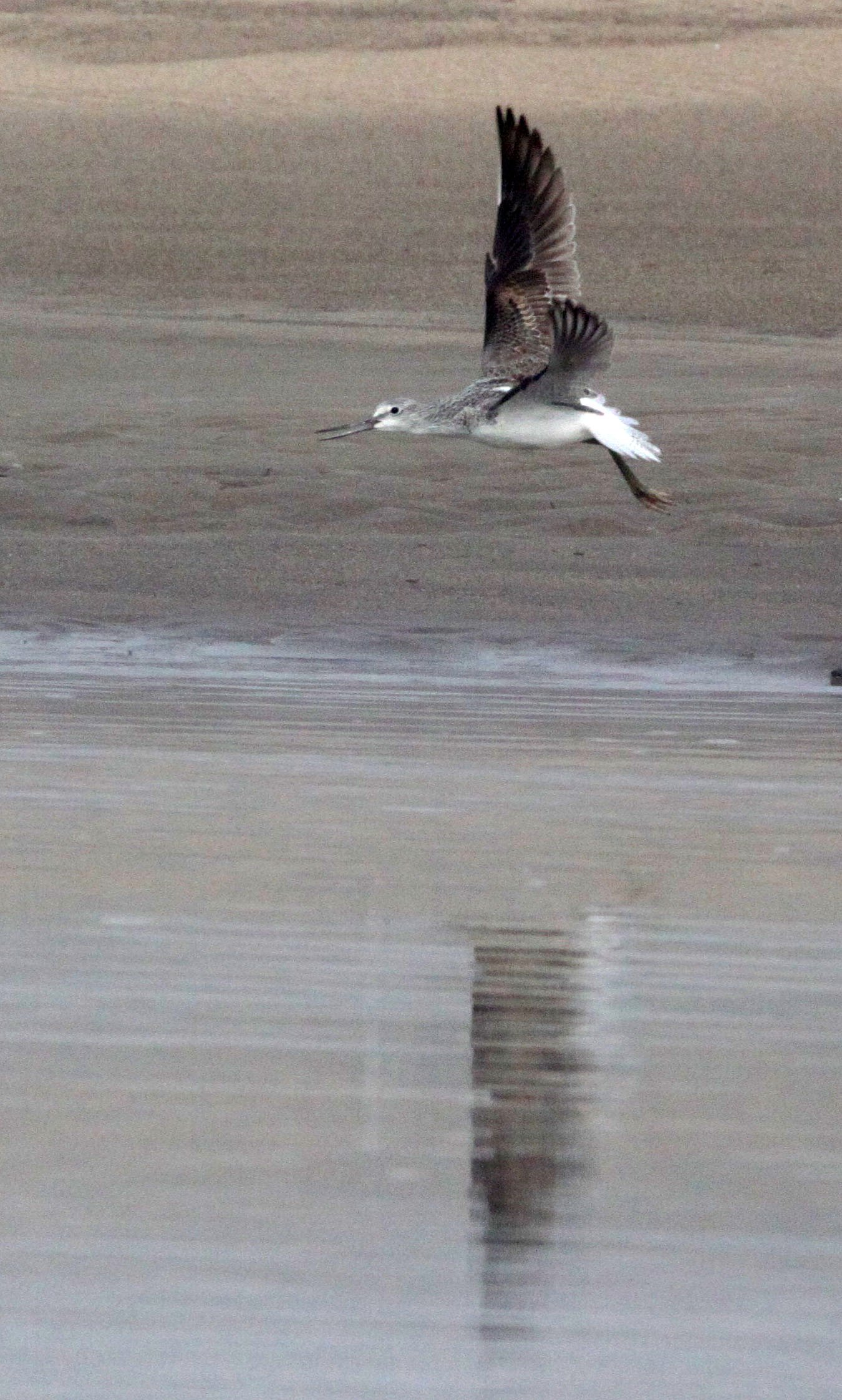 BIRD - GREENSHANK - COMMON GREENSHANK - TRINGA NEBULARIA - NANJI HILL RESERVE - POYANG LAKE JIANGXI PROVINCE CHINA (5).JPG