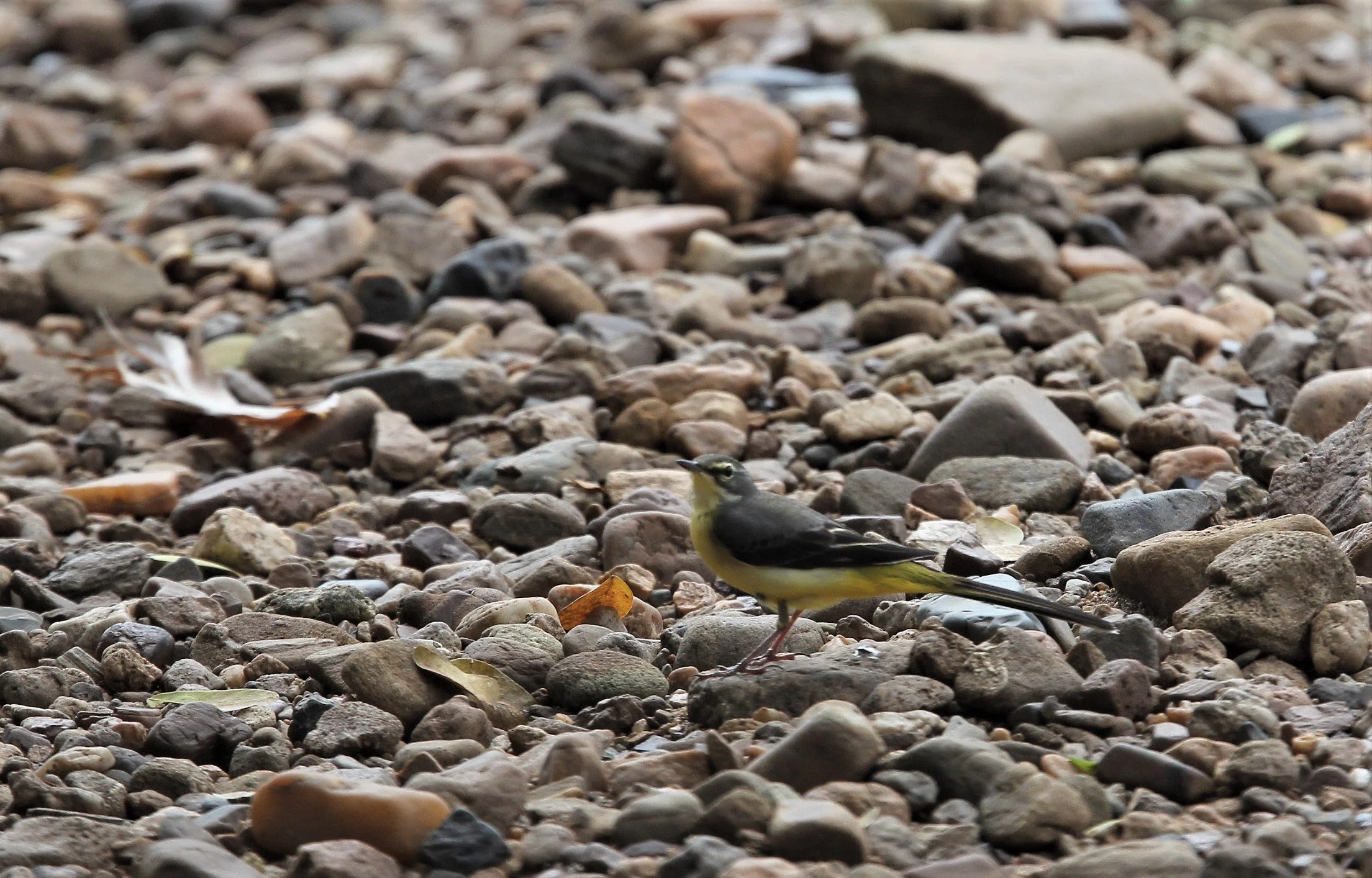 GREY WAGTAIL - Motacilla cinerea - Kanchanaburi.jpg