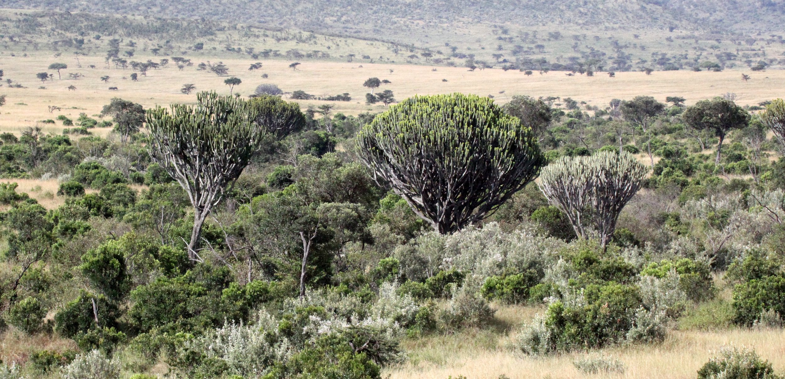 MASAI MARA NATIONAL PARK KENYA (186).JPG
