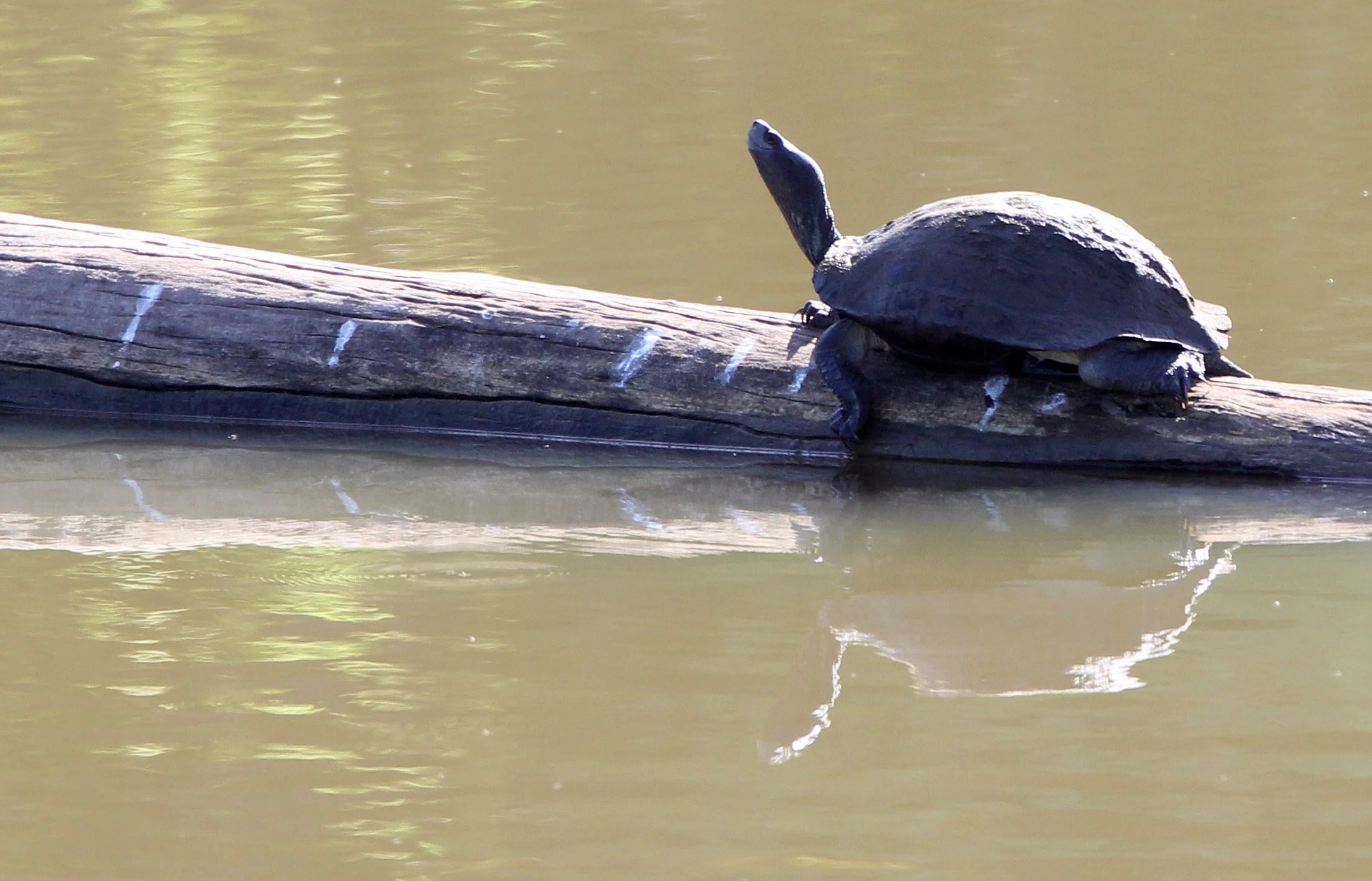 Turtle Species Unidentified - Sri Lanka