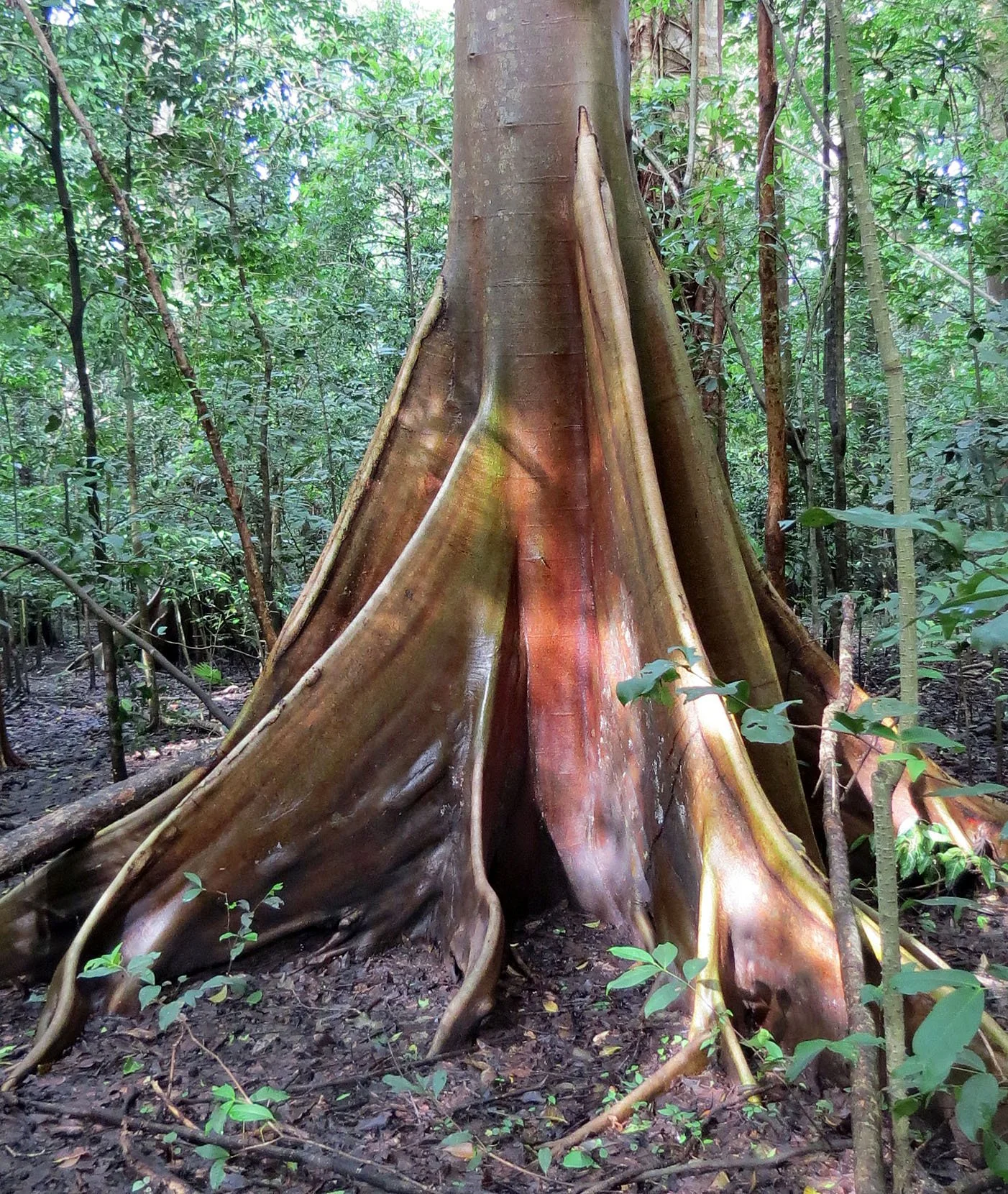 TANGKOKO NATIONAL PARK SULAWESI INDONESIA (102).JPG