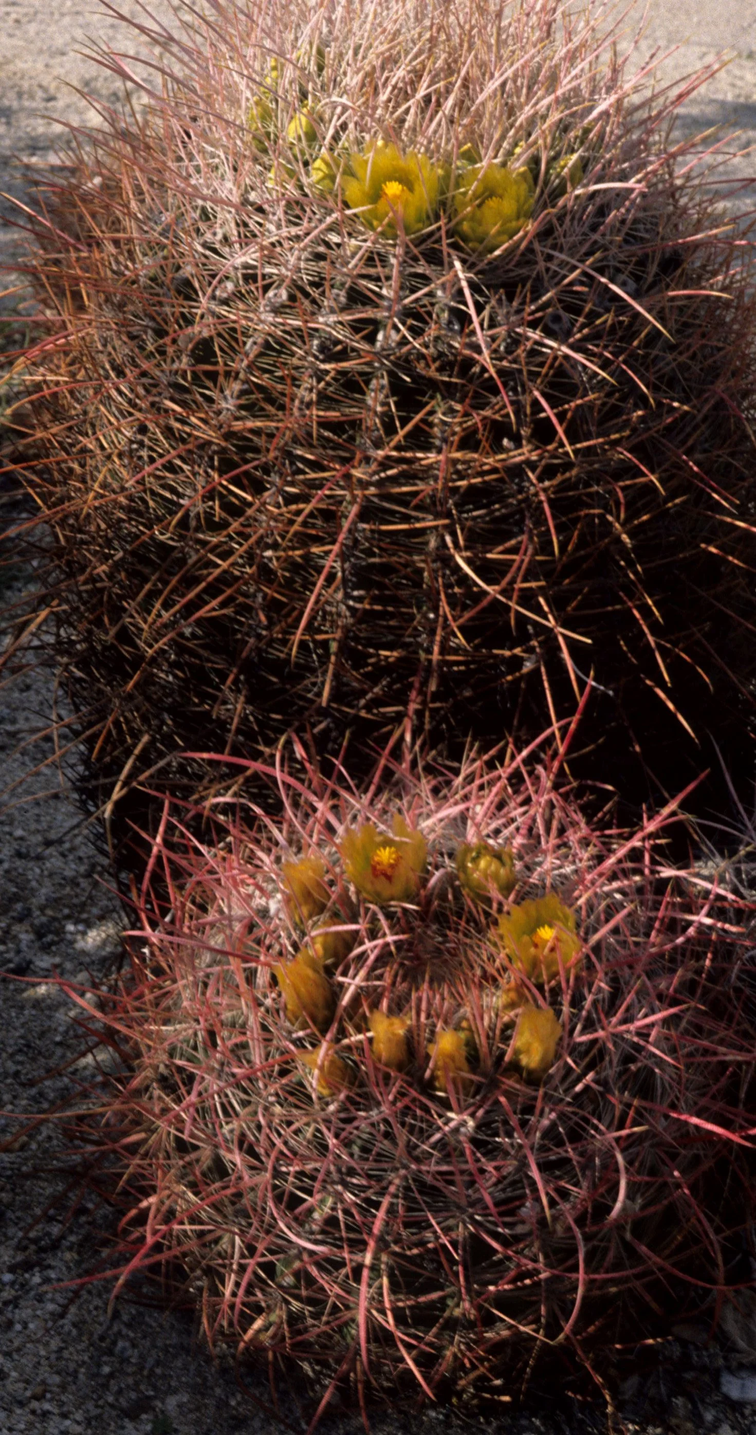 ANZA BORREGO - CACTACEAE - FEROCACTUS SPECIES - BARREL CACTUS.jpg