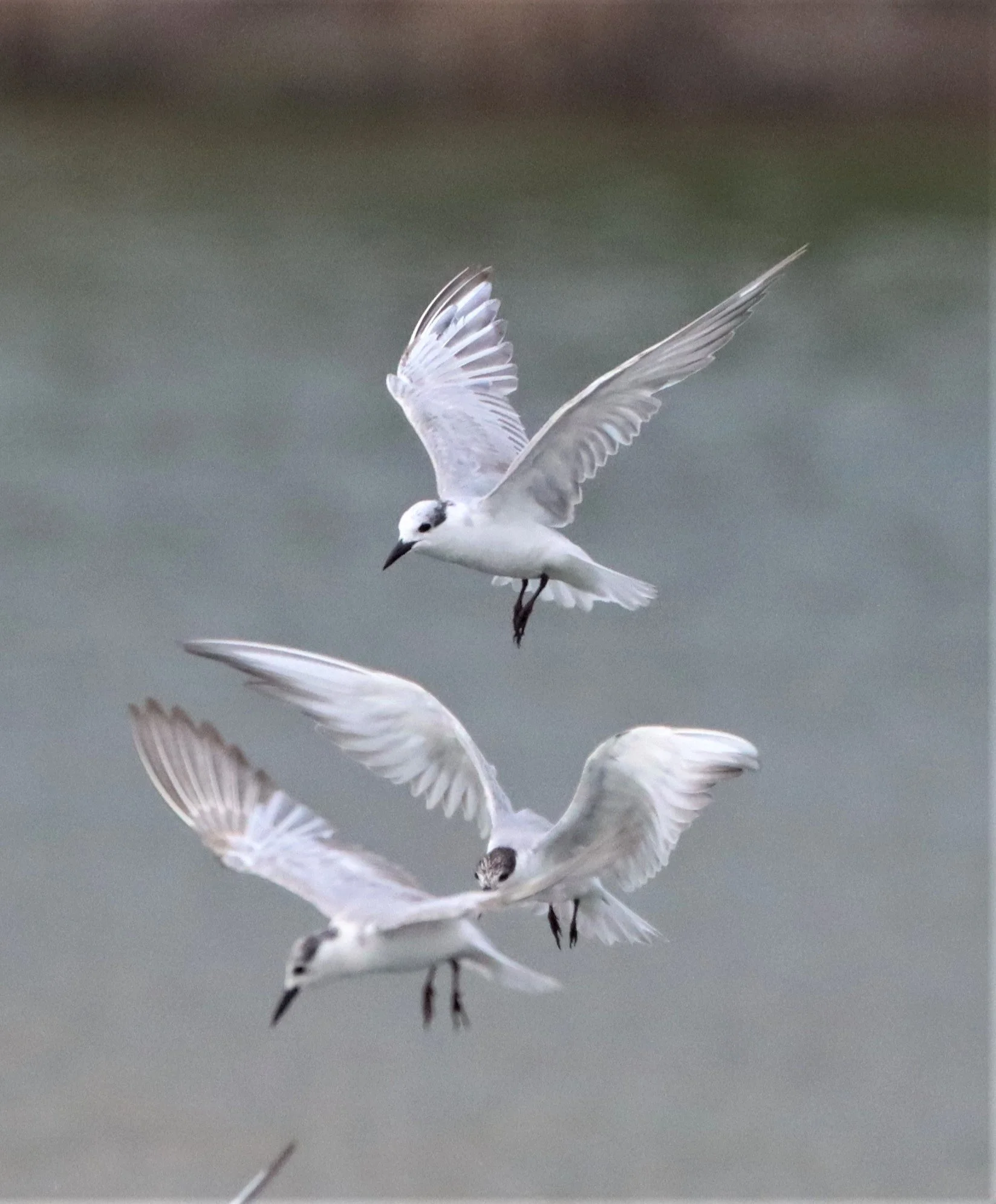 TERN - WHITE-WINGED TERN - Chlidonias leucopterus - SOME WHISKERED TERN - Chlidonias hybridus - LAT KRABANG WETLANDS NEAR BANGKOK (61).jpg