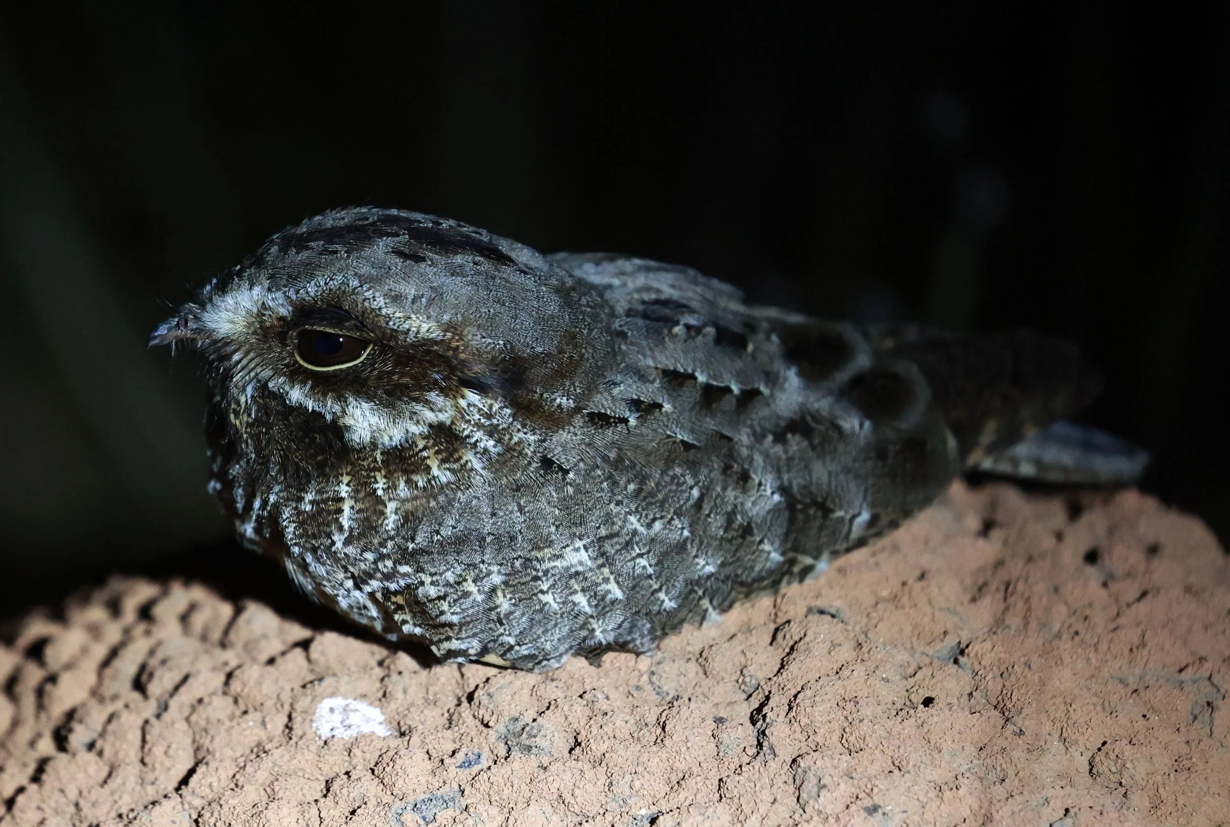 Nightjar - Little Nightjar - Setopagis parvula - Emas National Park, Goias Brazil (23).jpg