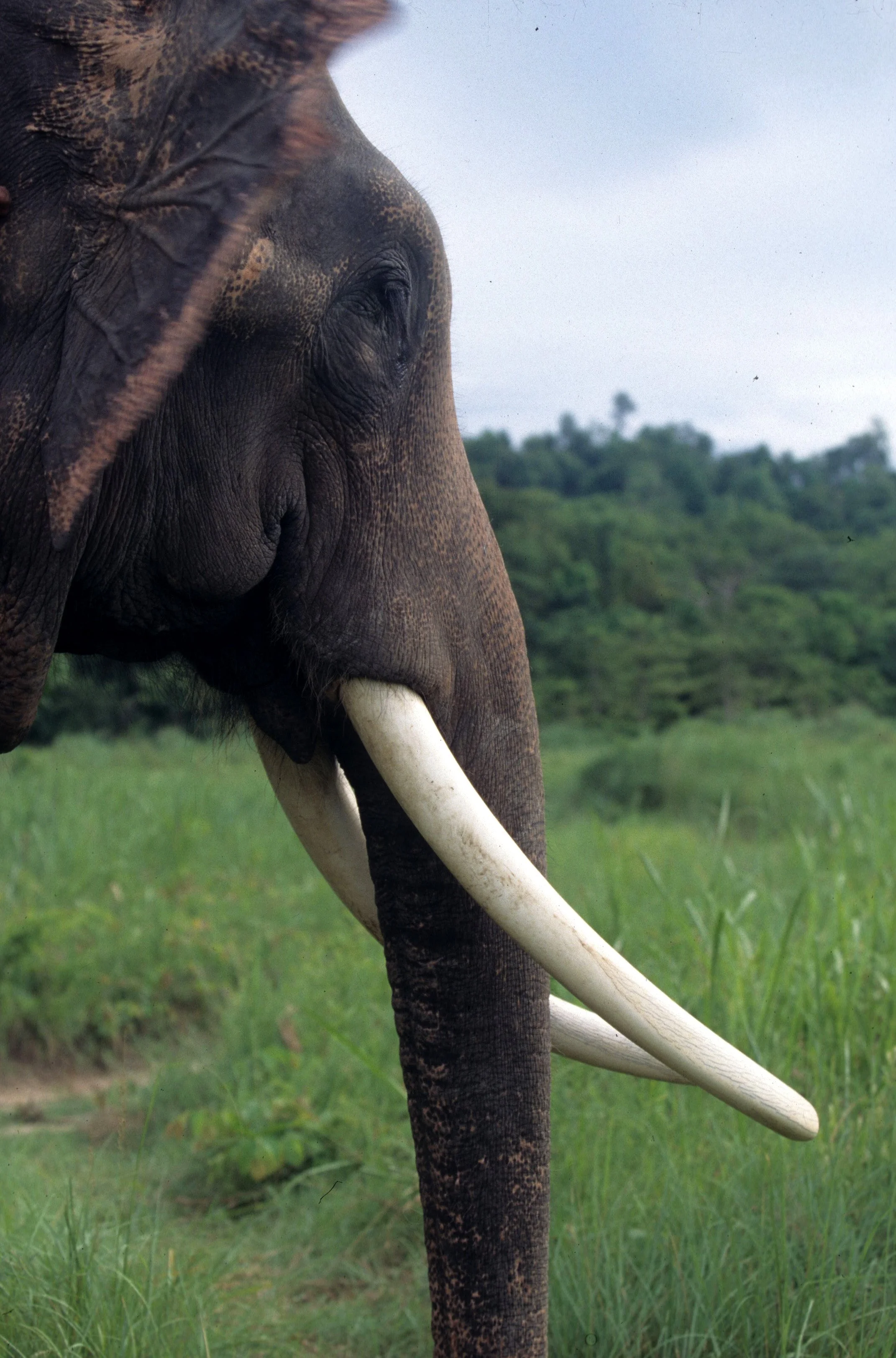 ELEPHANT - ASIAN ELEPHANT - CHITWAN NP NEPAL (2).jpg