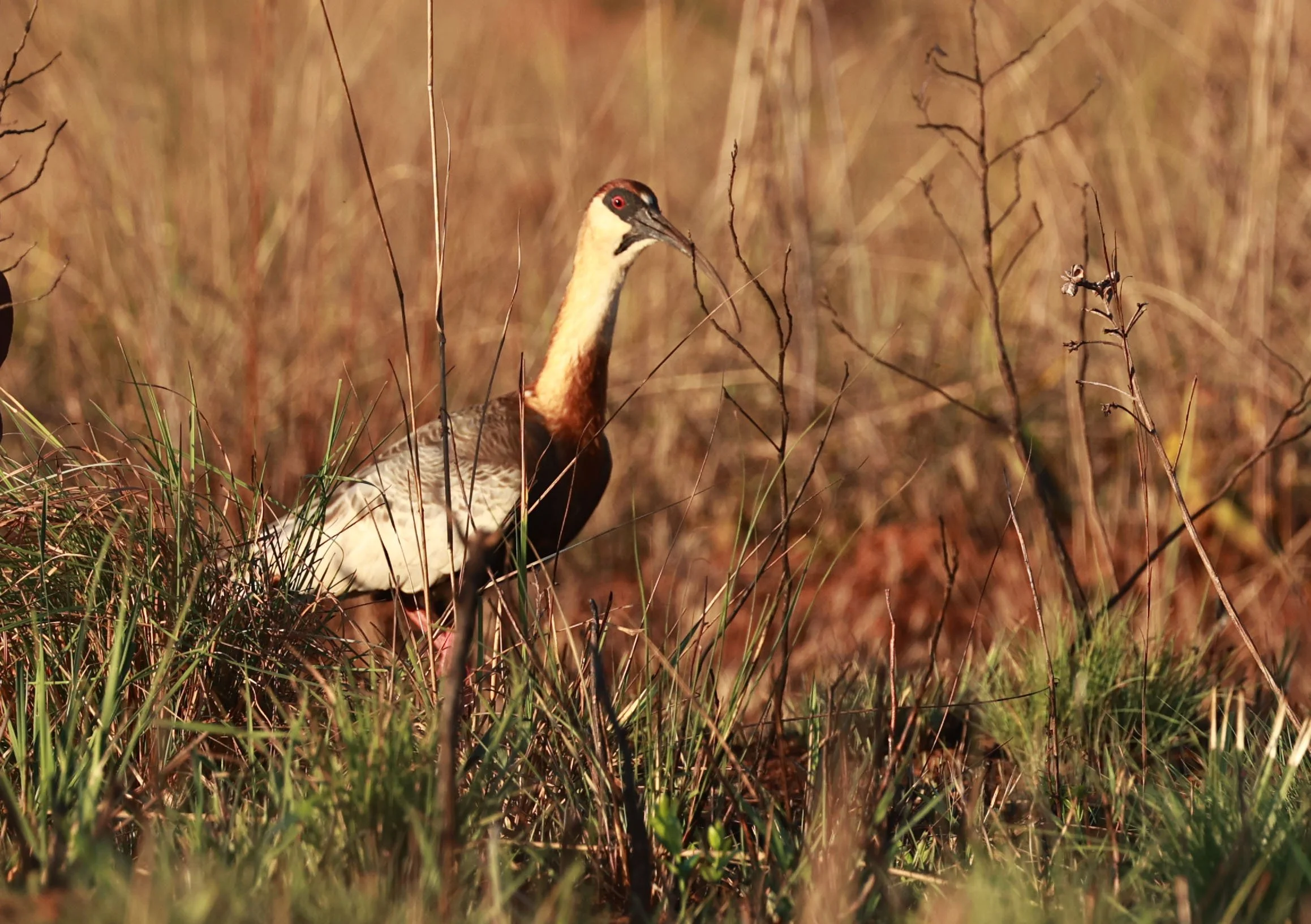Ibis - Buff-necked Ibis - Theristicus caudatus - Emas National Park, Goias Brazil (3).jpg