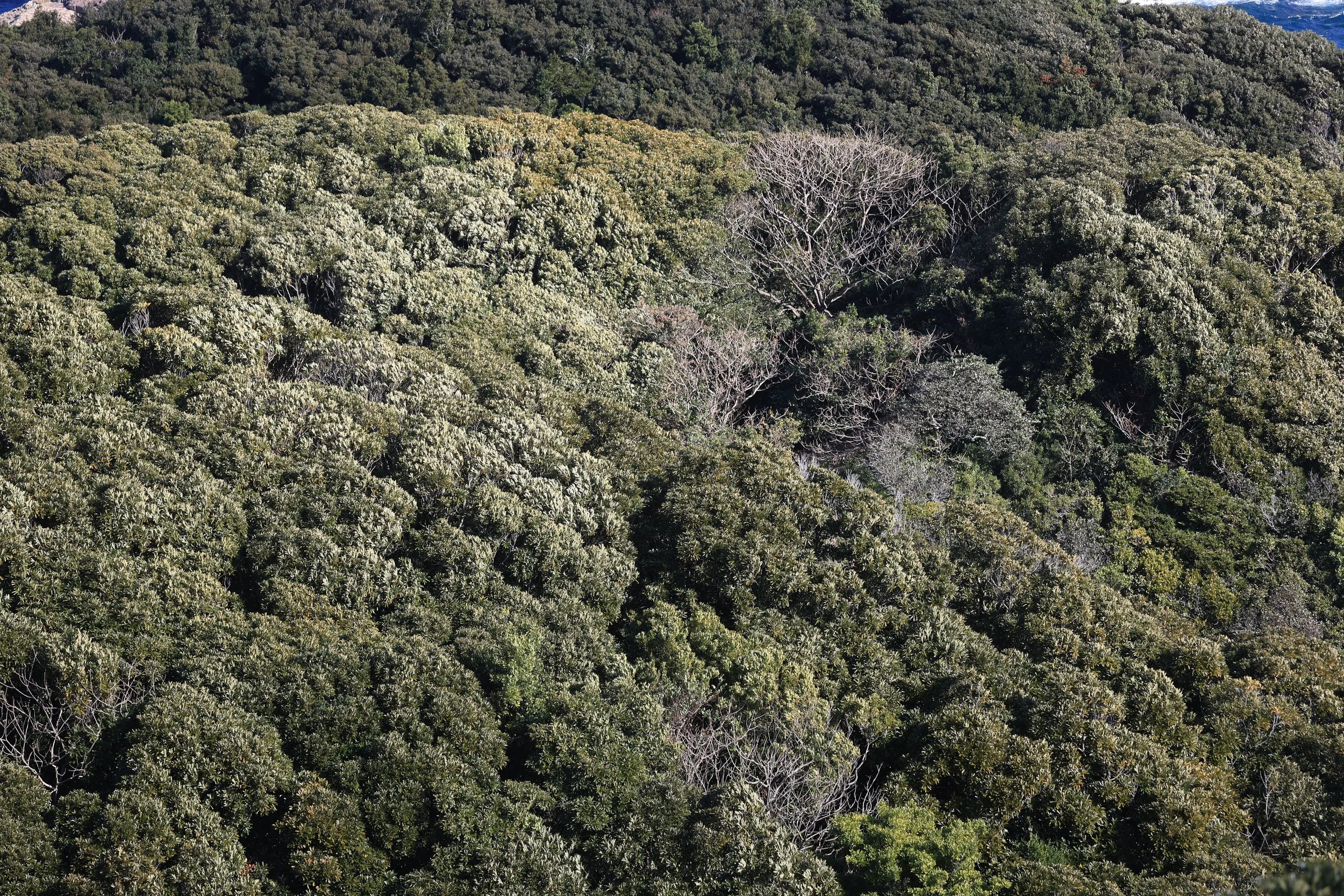 Cape Hyuga, Miyzazki, Umagase Kyushu (37).jpg