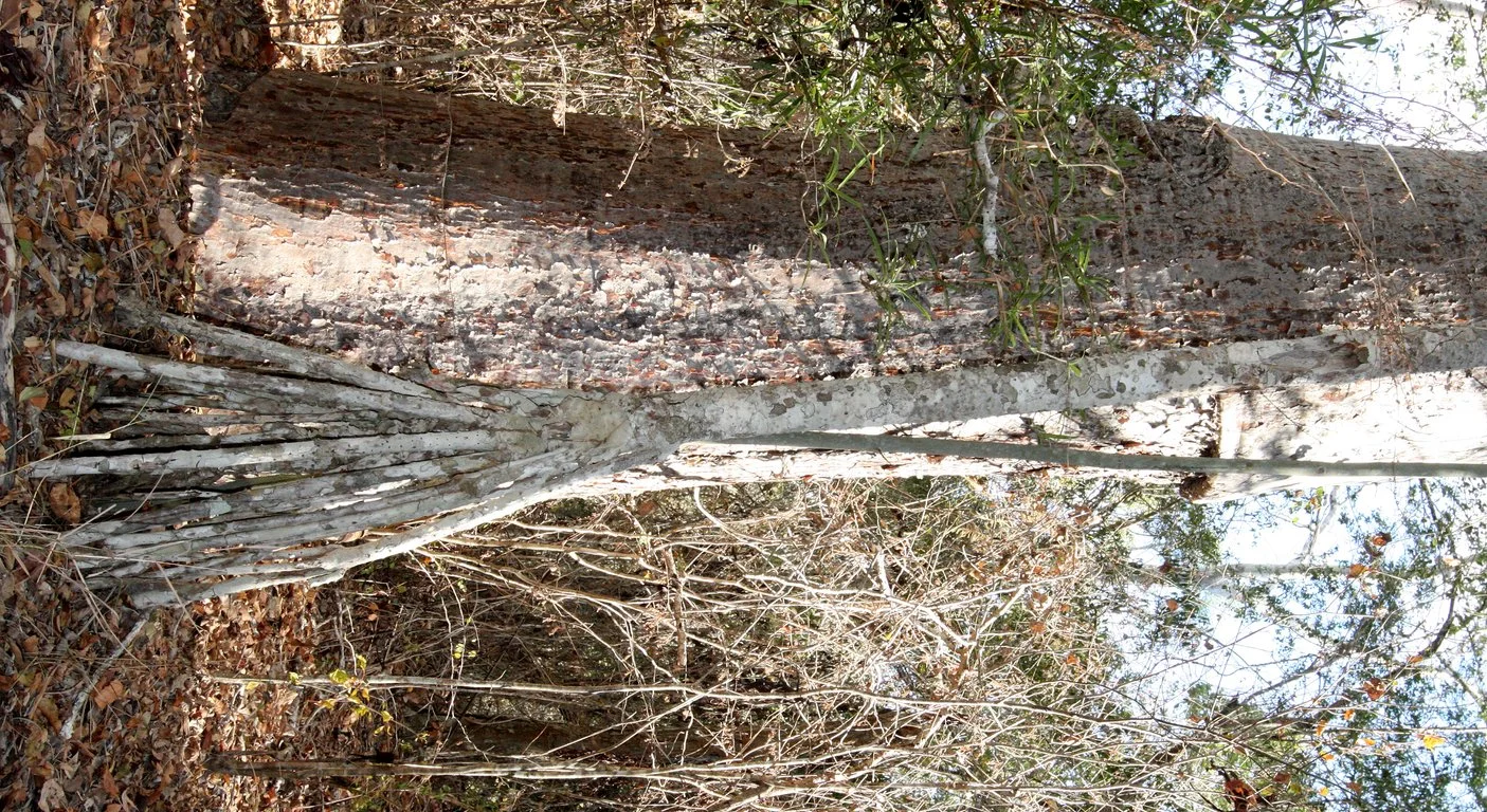 PLANT - WALKING TREE - KIRINDY NATIONAL PARK MADAGASCAR.JPG