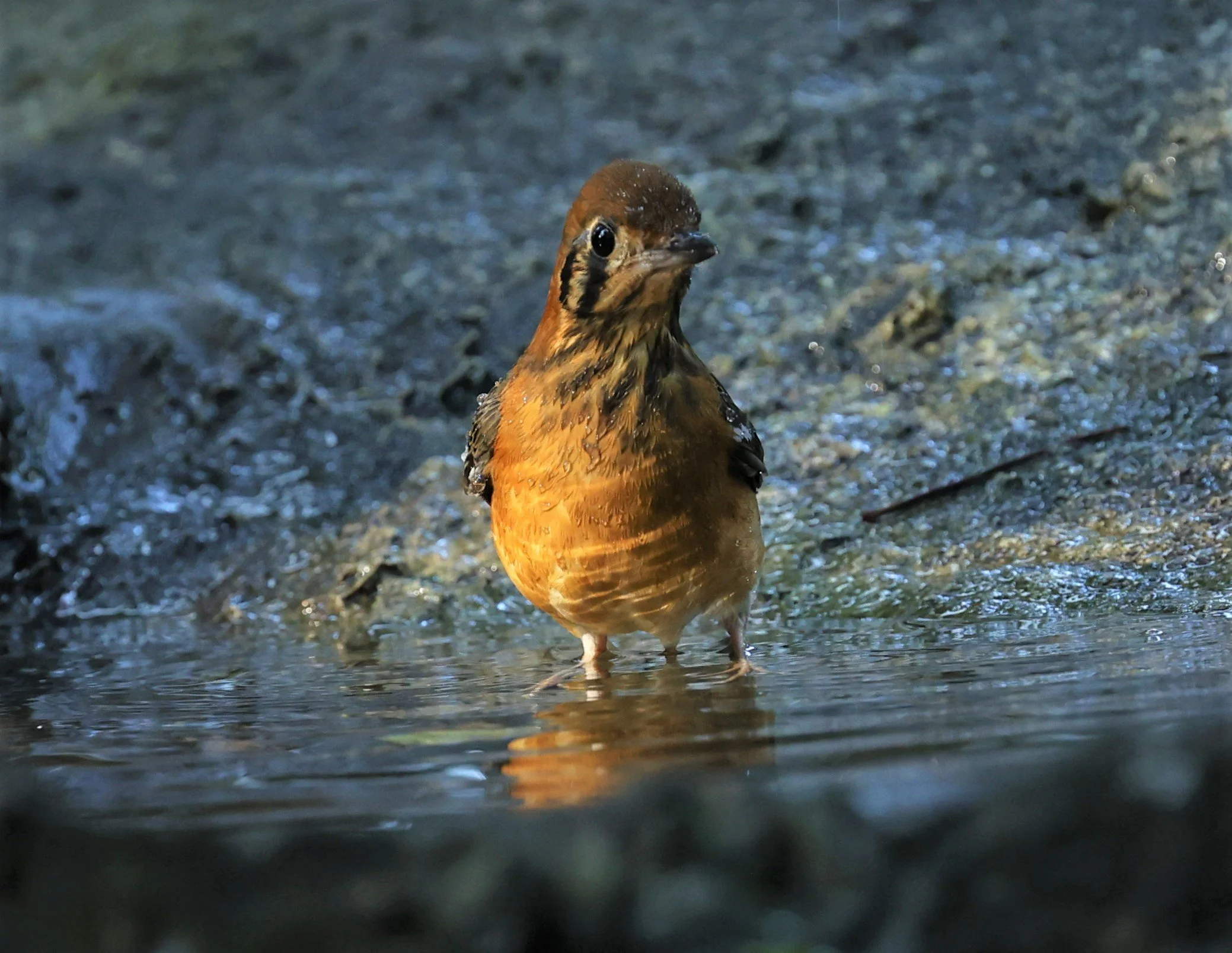Orange-headed Thrush (Zoothera citrina) Wat Tham Prathum Chonburi Thailand (19).jpg