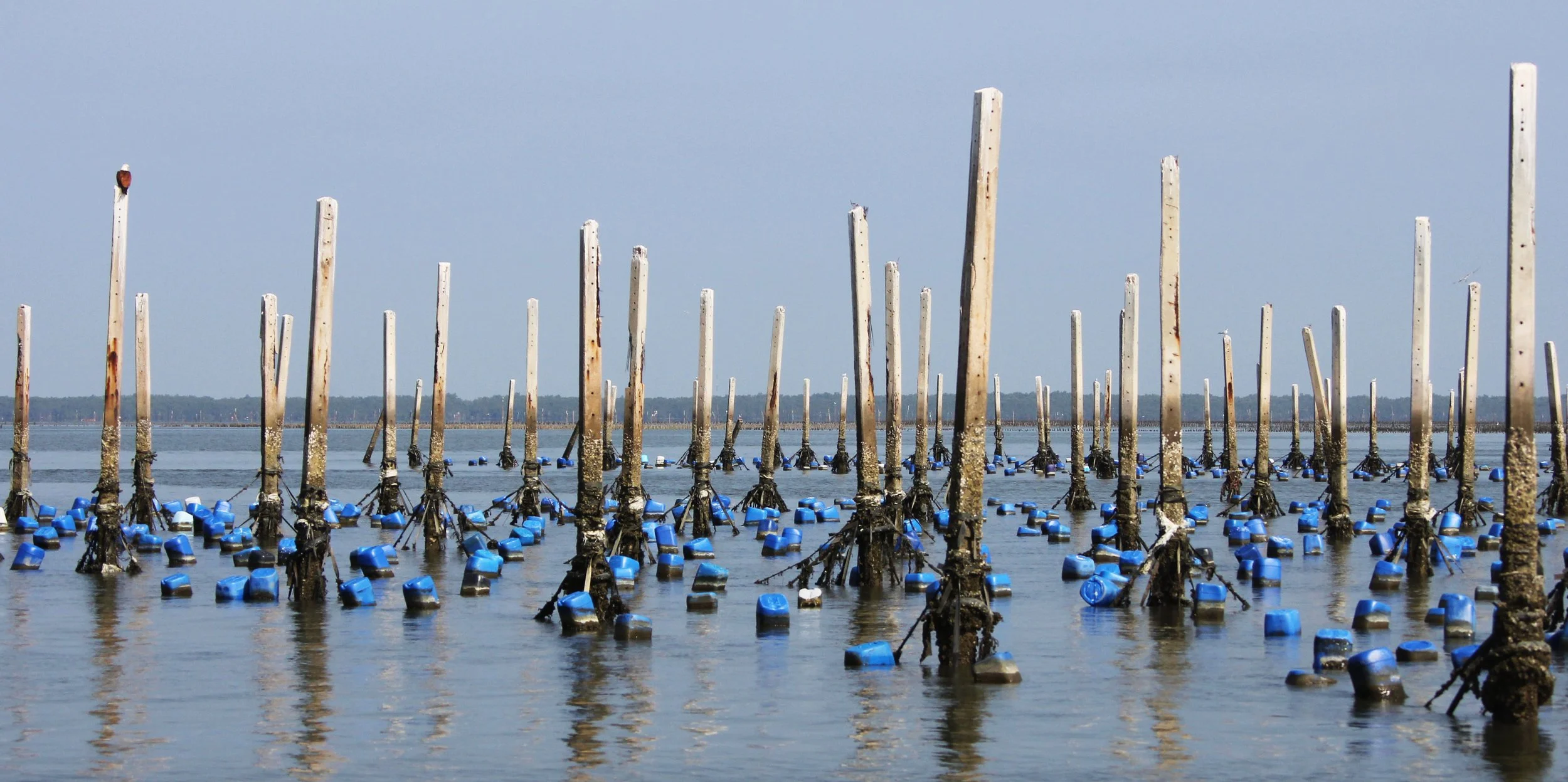 2014 Amphawa Trip to See Whales from Baan Taboon (127).JPG